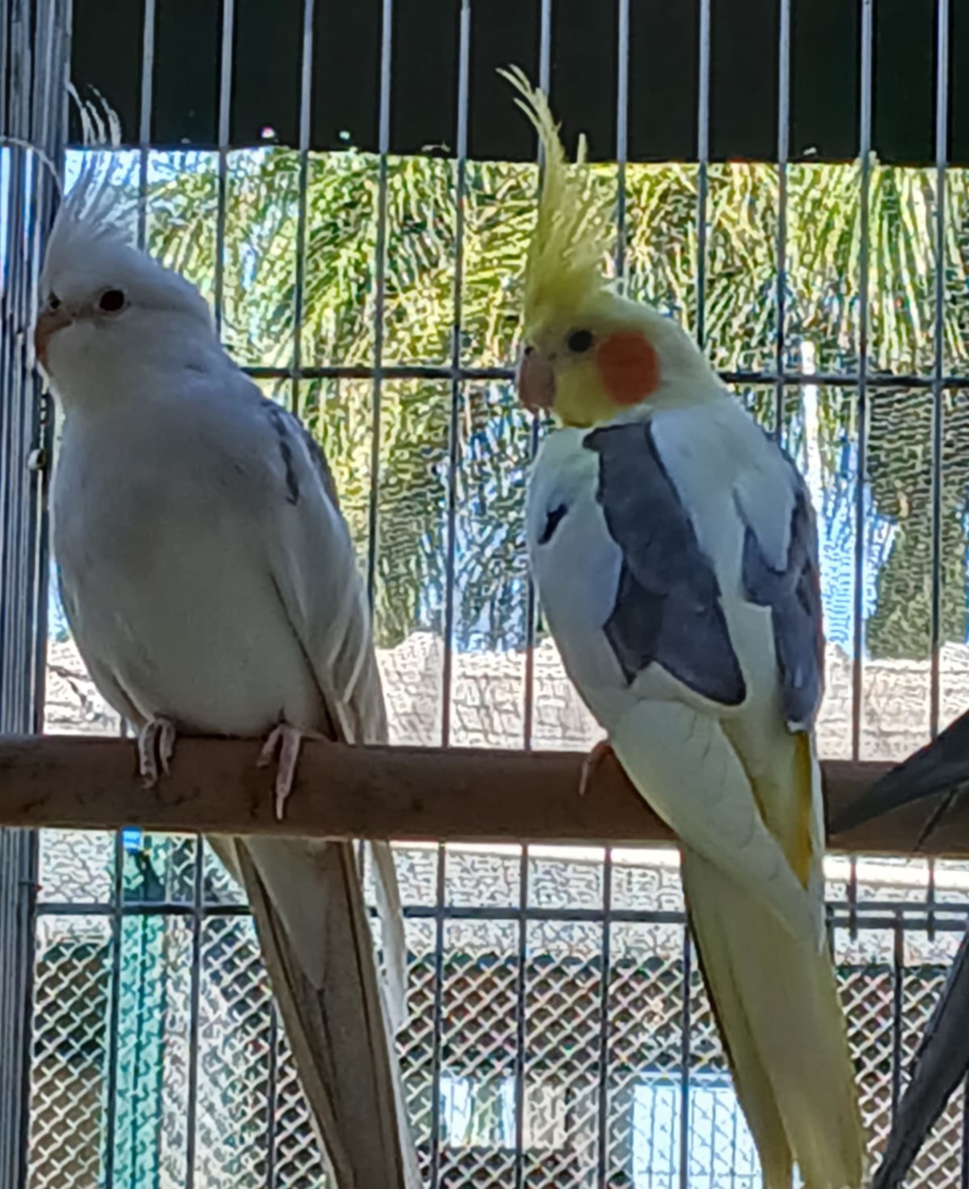 Calopsitas adultas 