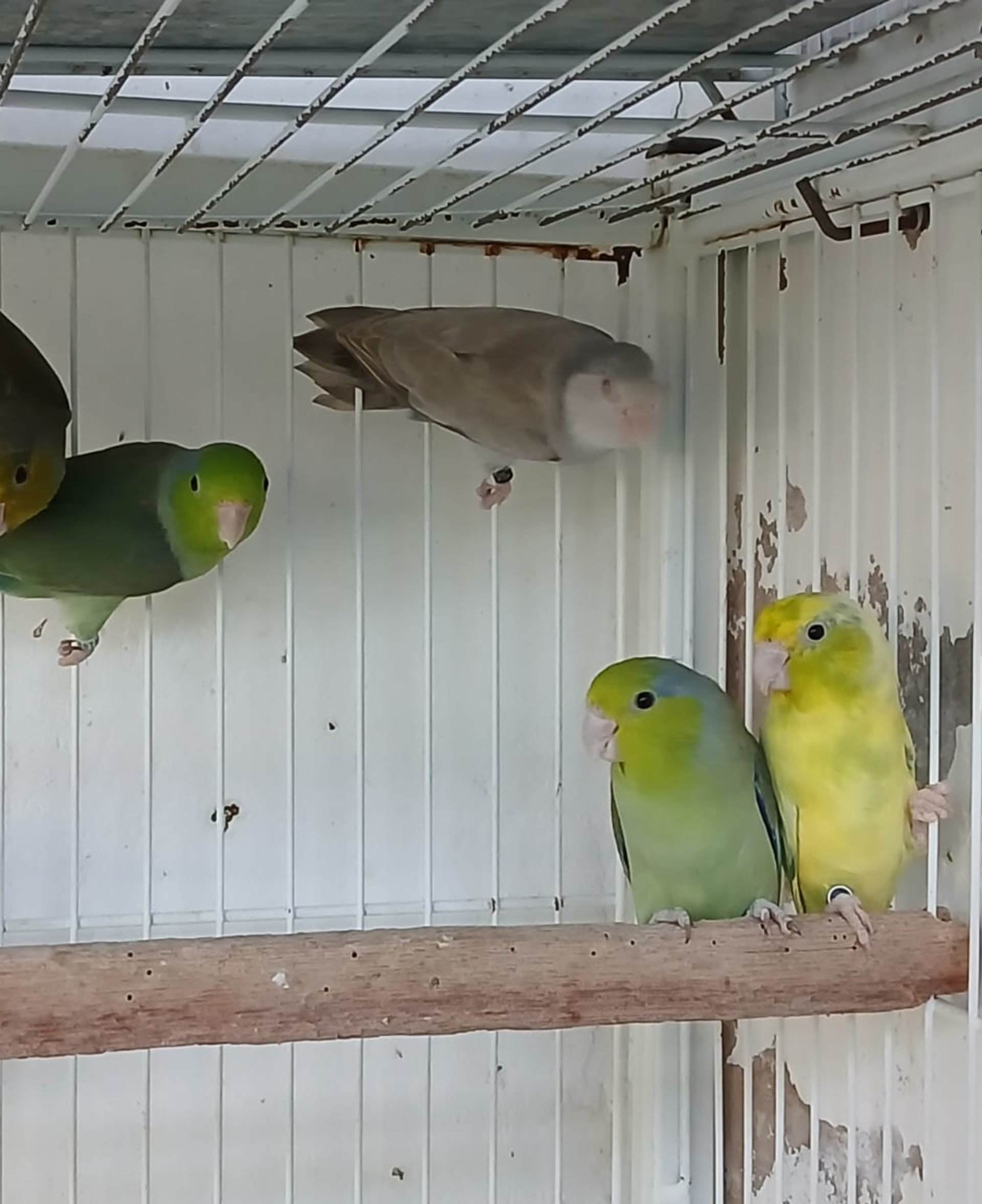 Forpus Coelestis Verde Oliva