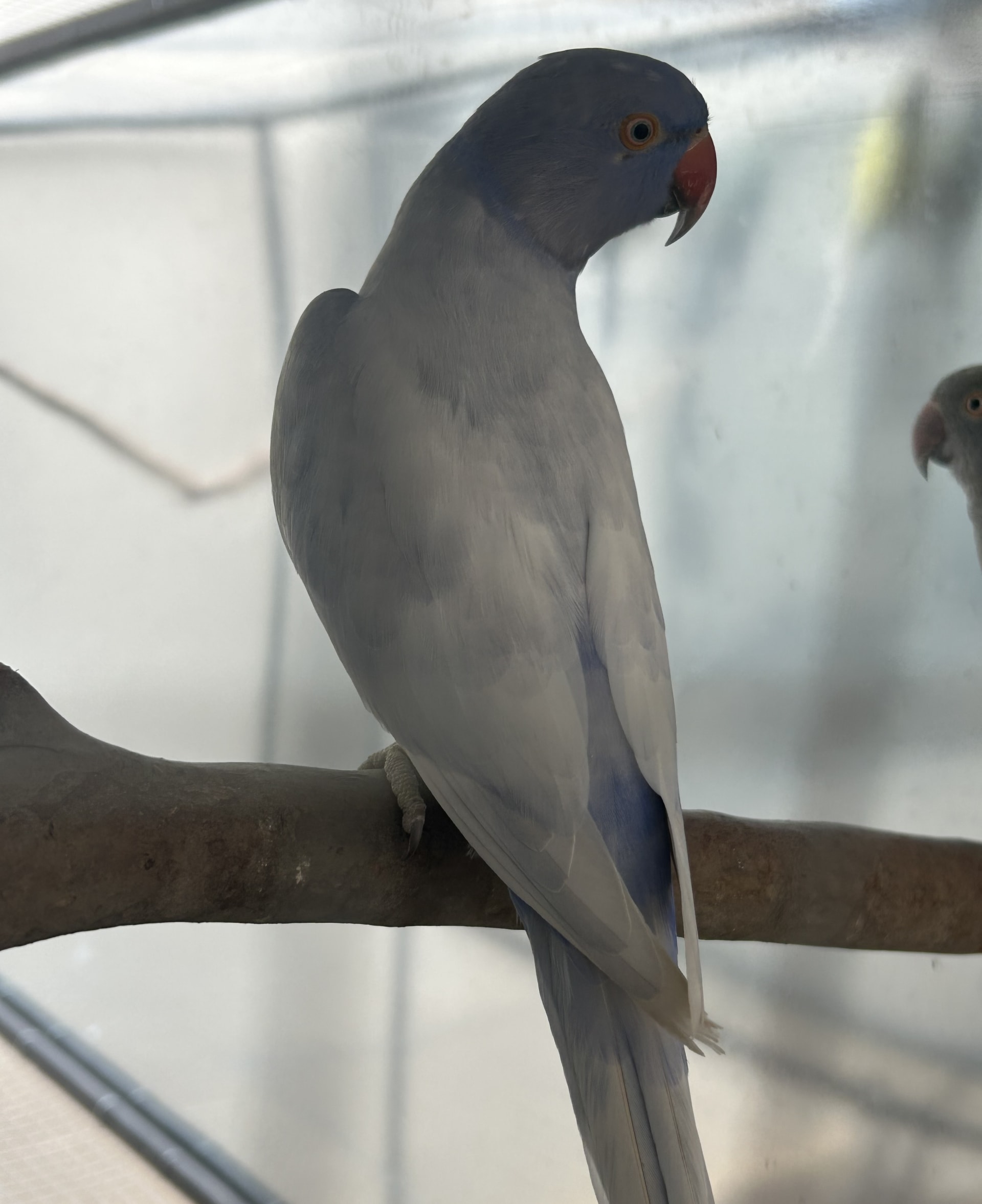 RING NECK- Violeta Opalina dominante