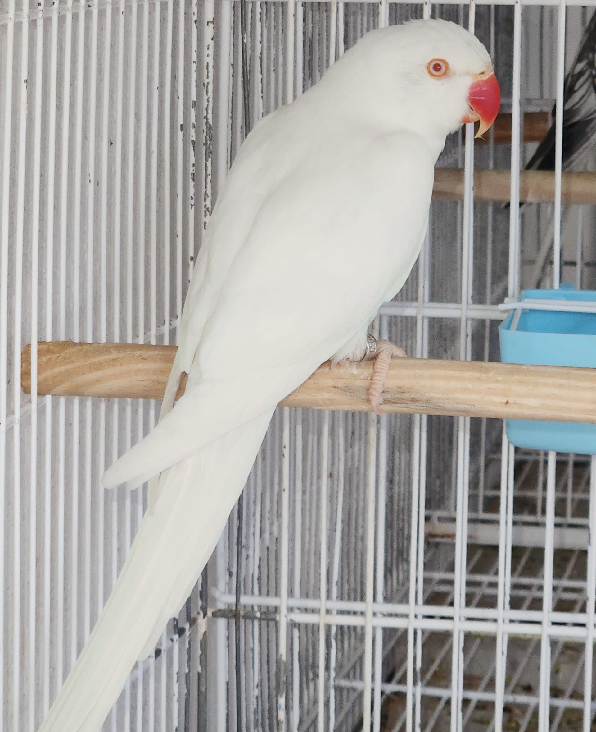 ZEDNIK AVES EXOTICAS