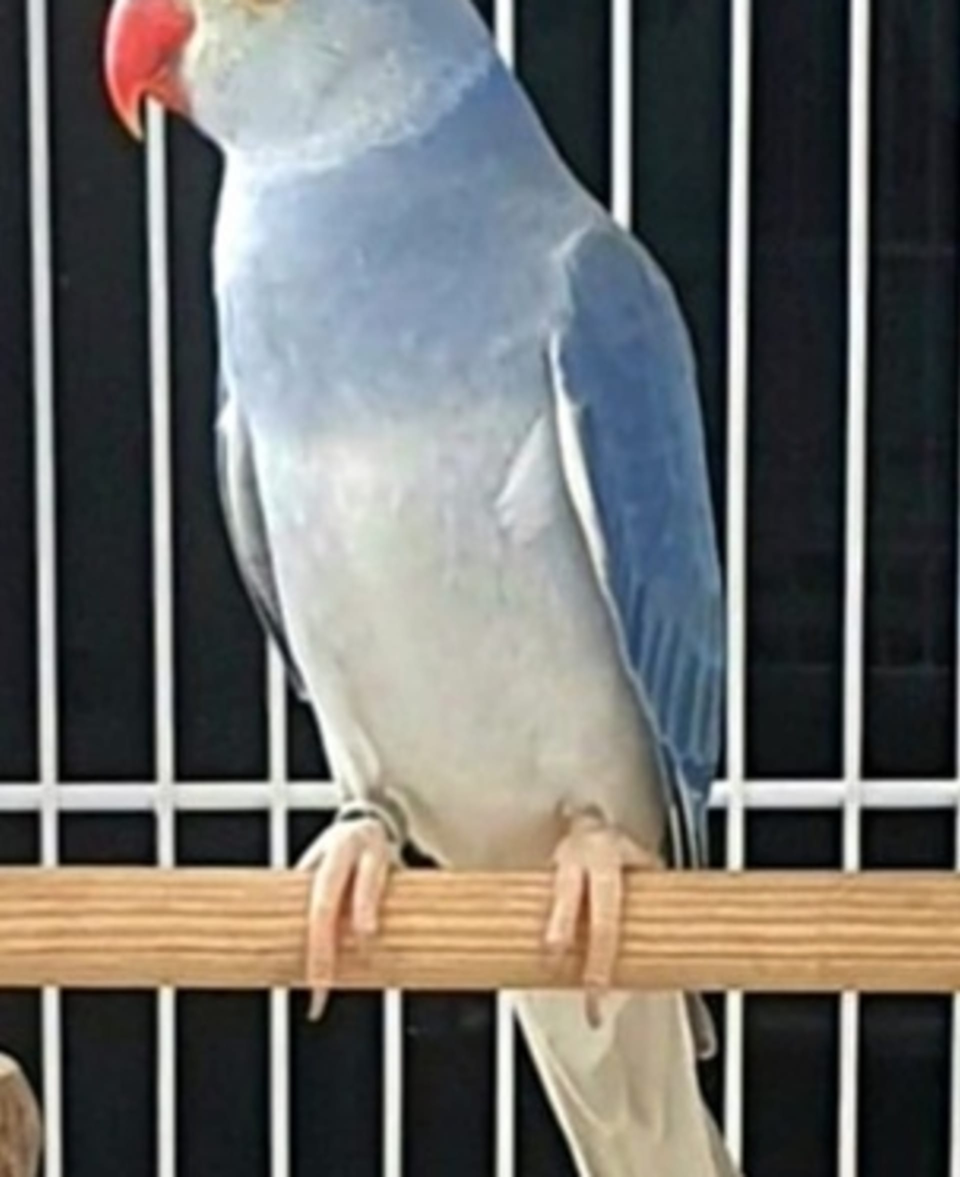 Cleartail Violeta Turquesa