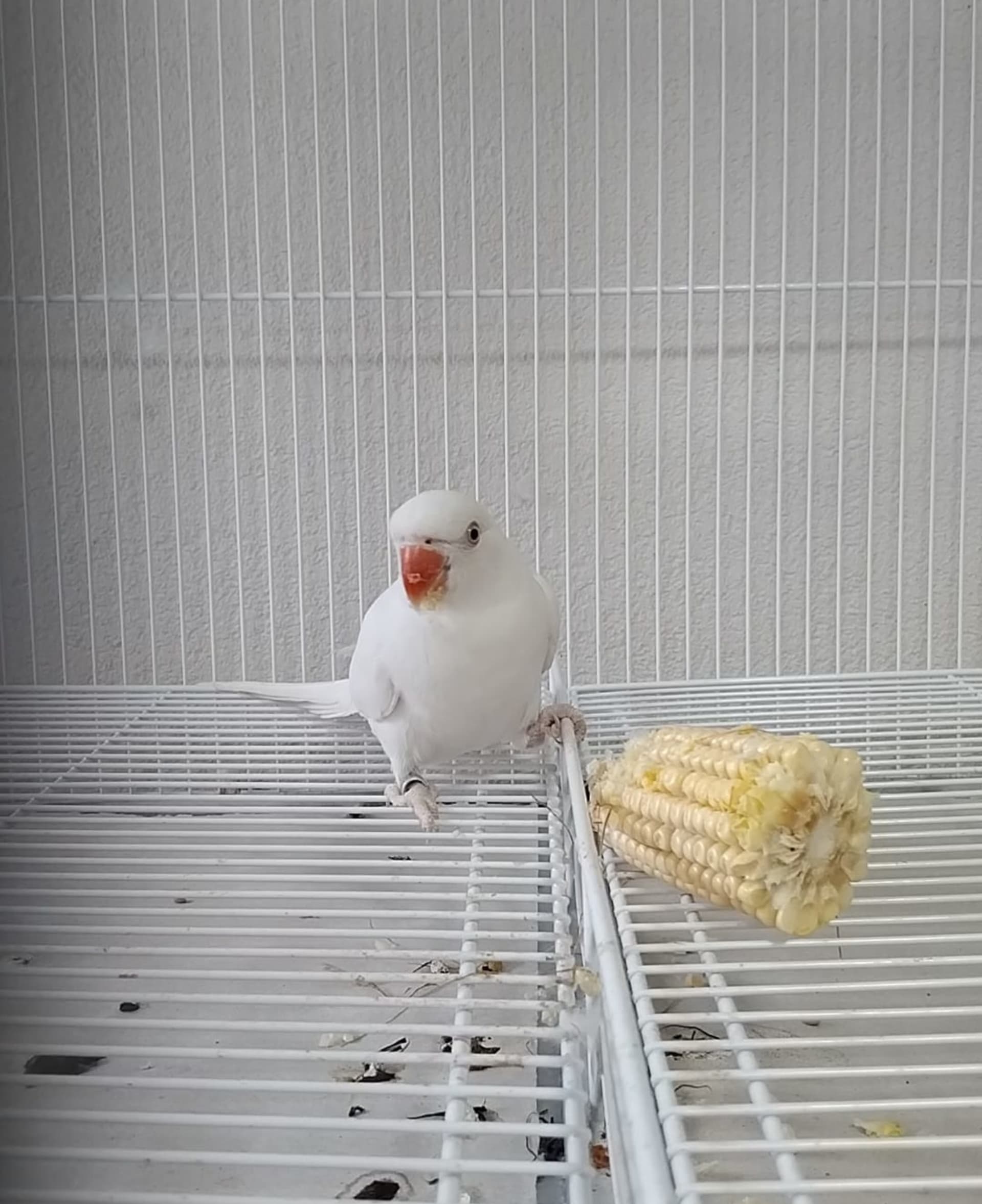 Ring Neck Albino