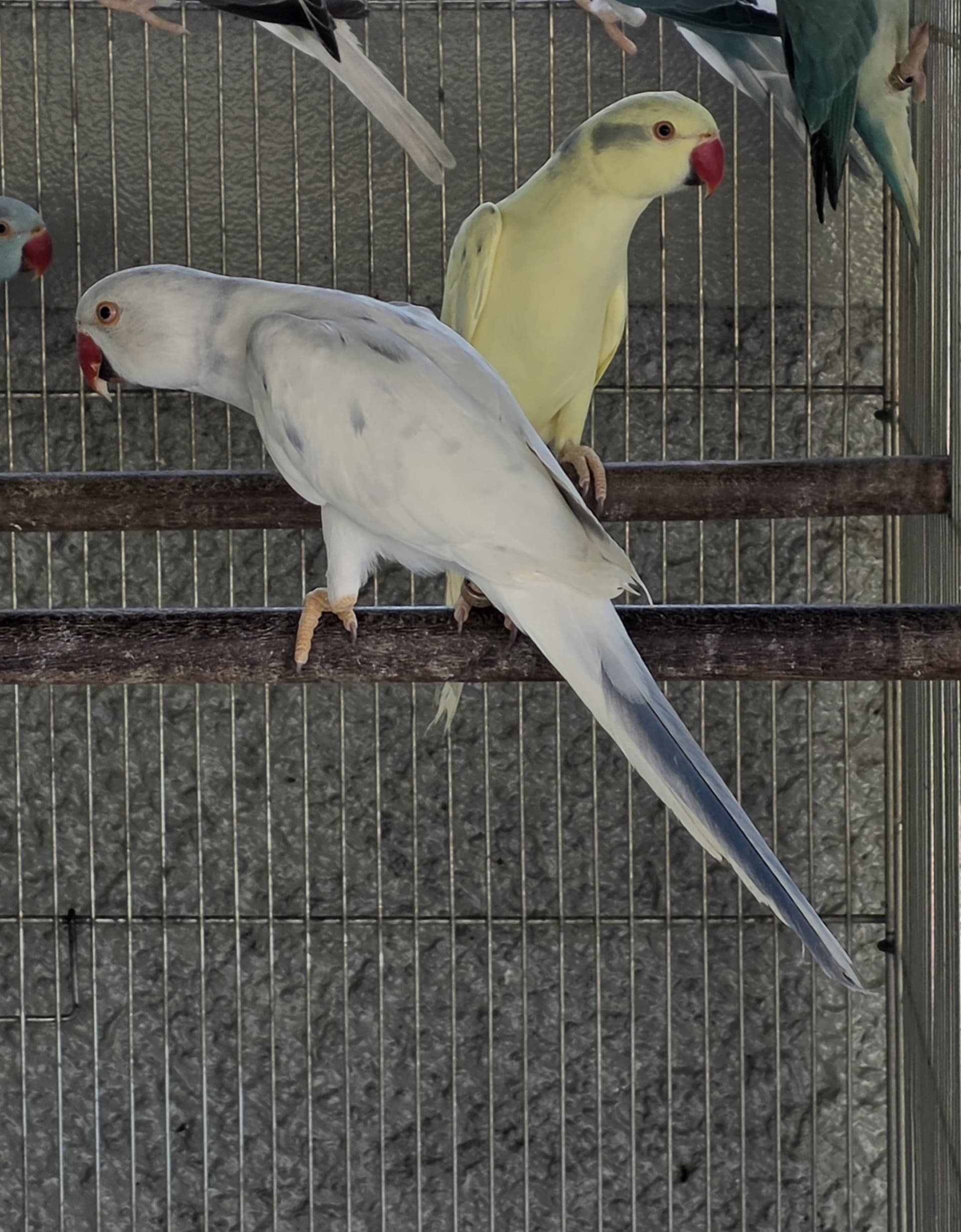 Thumbnail da imagem de Arlequim Dominante Opalino Cleartail Cobalto - 1