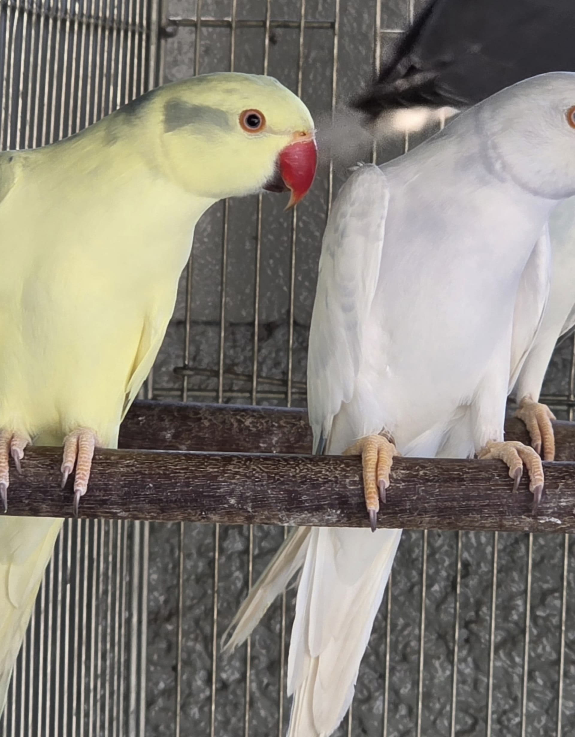 Thumbnail da imagem de Arlequim Dominante Opalino Cleartail Cobalto - 3
