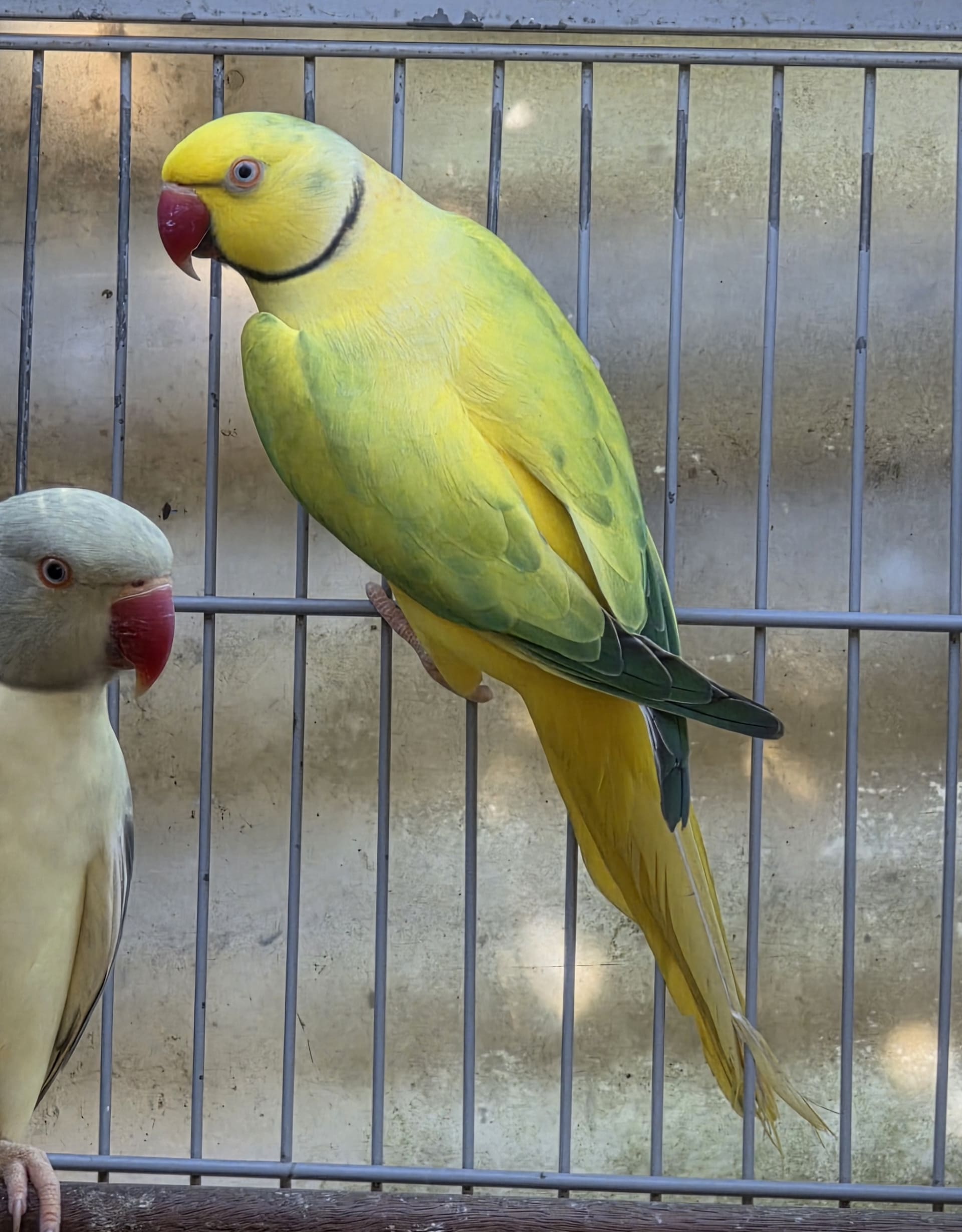 Thumbnail da imagem de Opalino Cleartail Verde - 0
