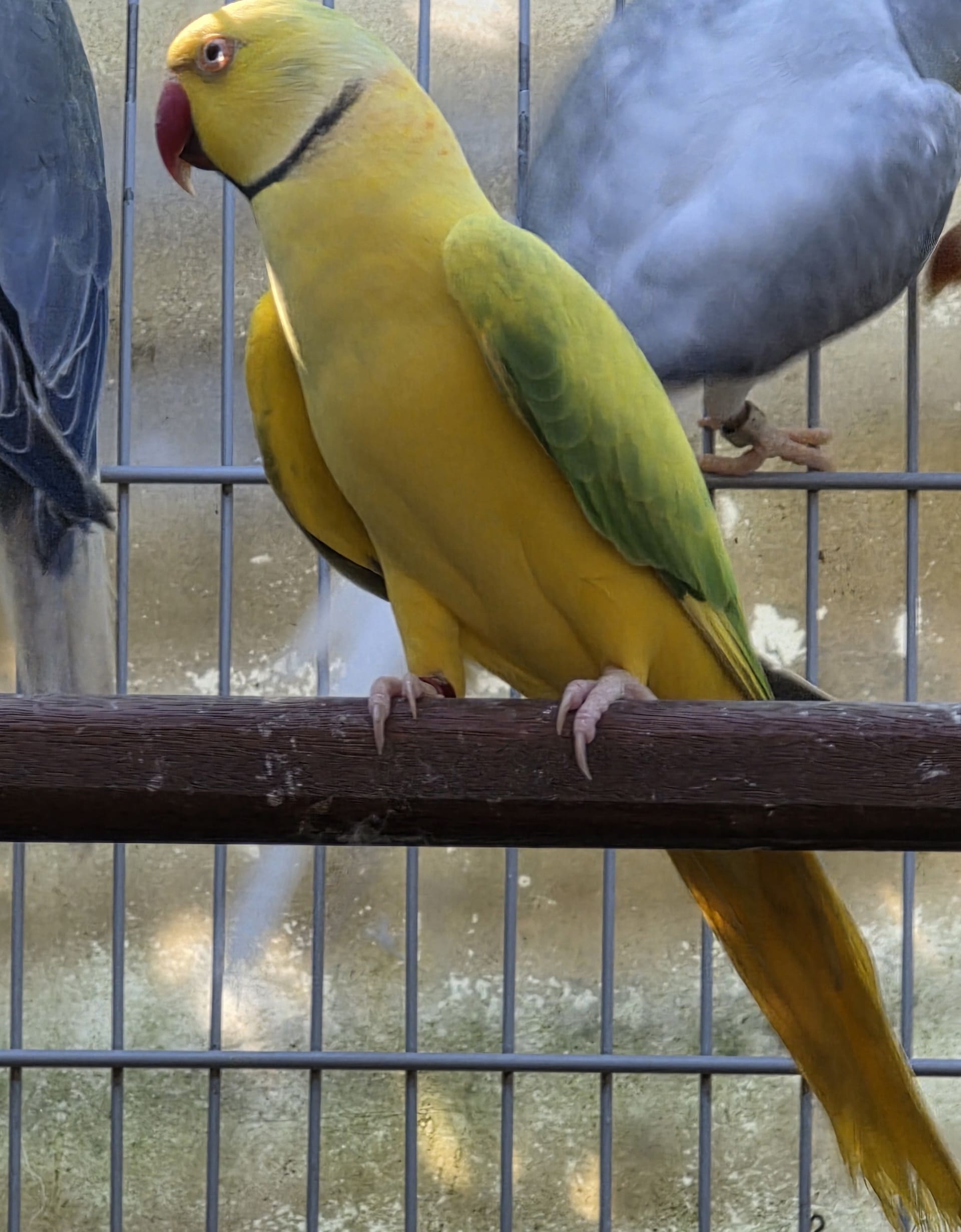 Thumbnail da imagem de Opalino Cleartail Verde - 5
