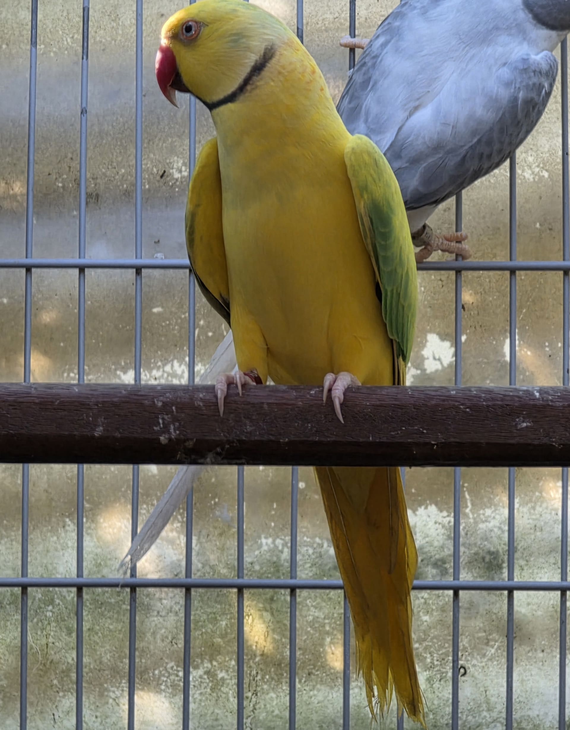 Thumbnail da imagem de Opalino Cleartail Verde - 6