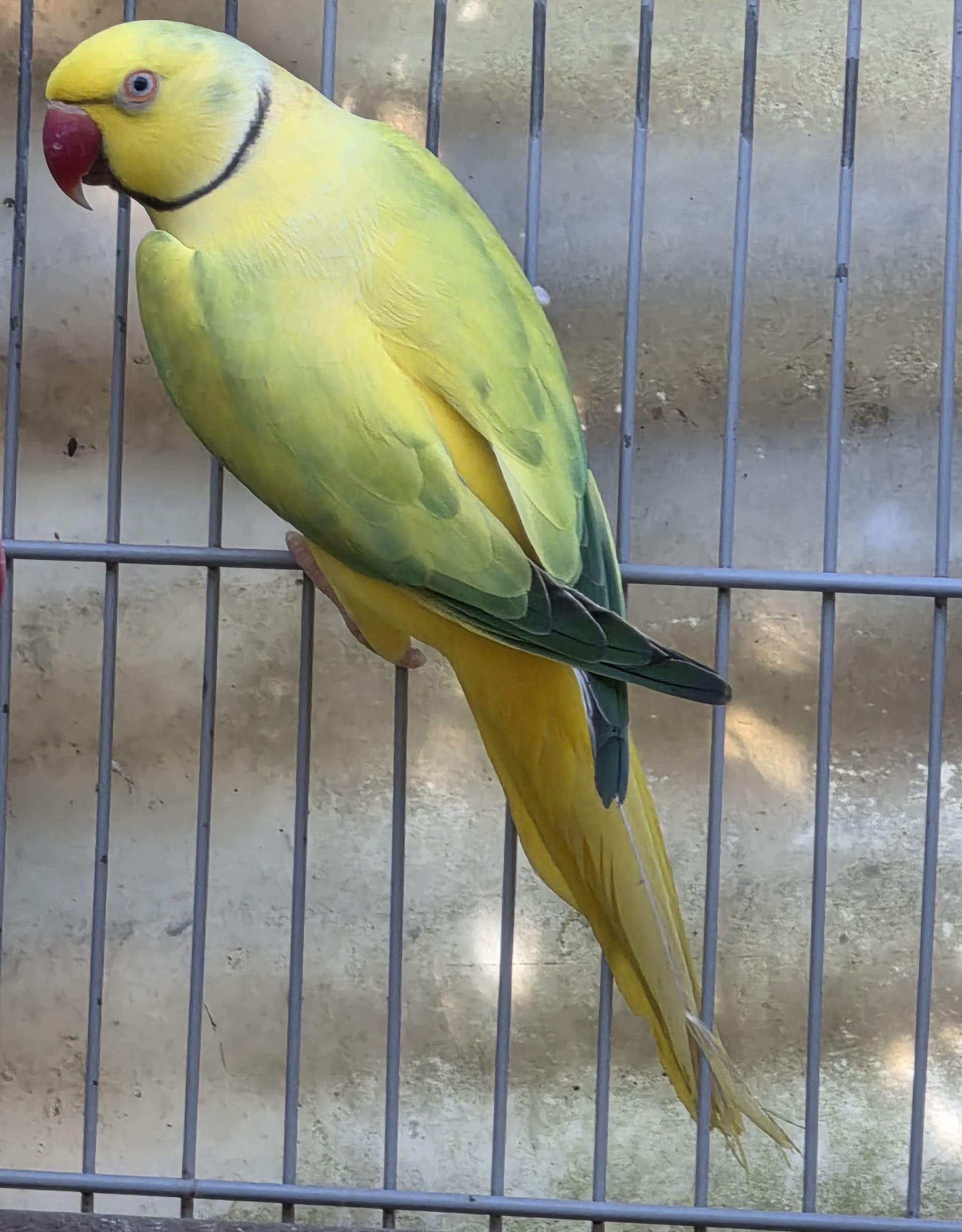 Thumbnail da imagem de Opalino Cleartail Verde - 7