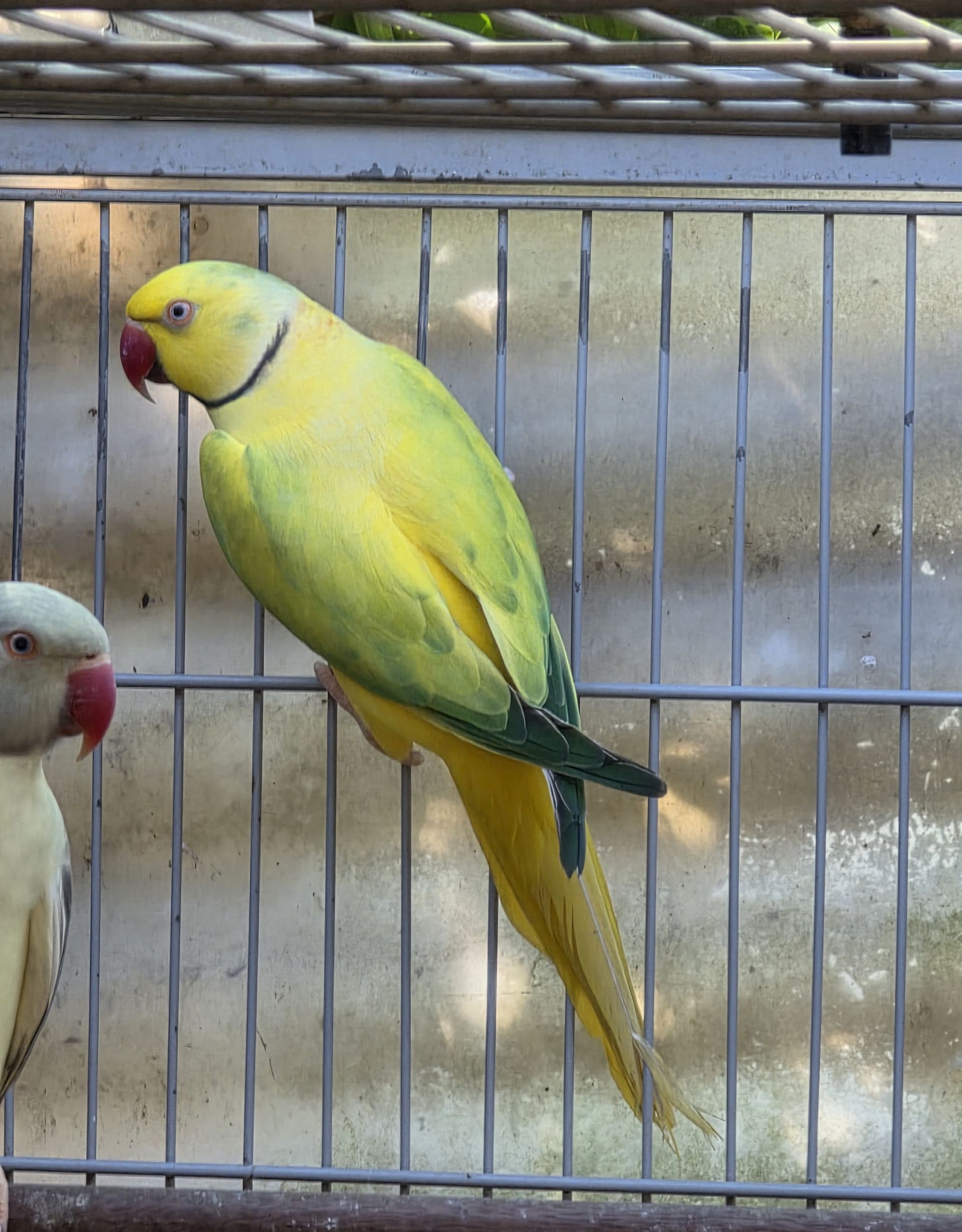 Thumbnail da imagem de Opalino Cleartail Verde - 8
