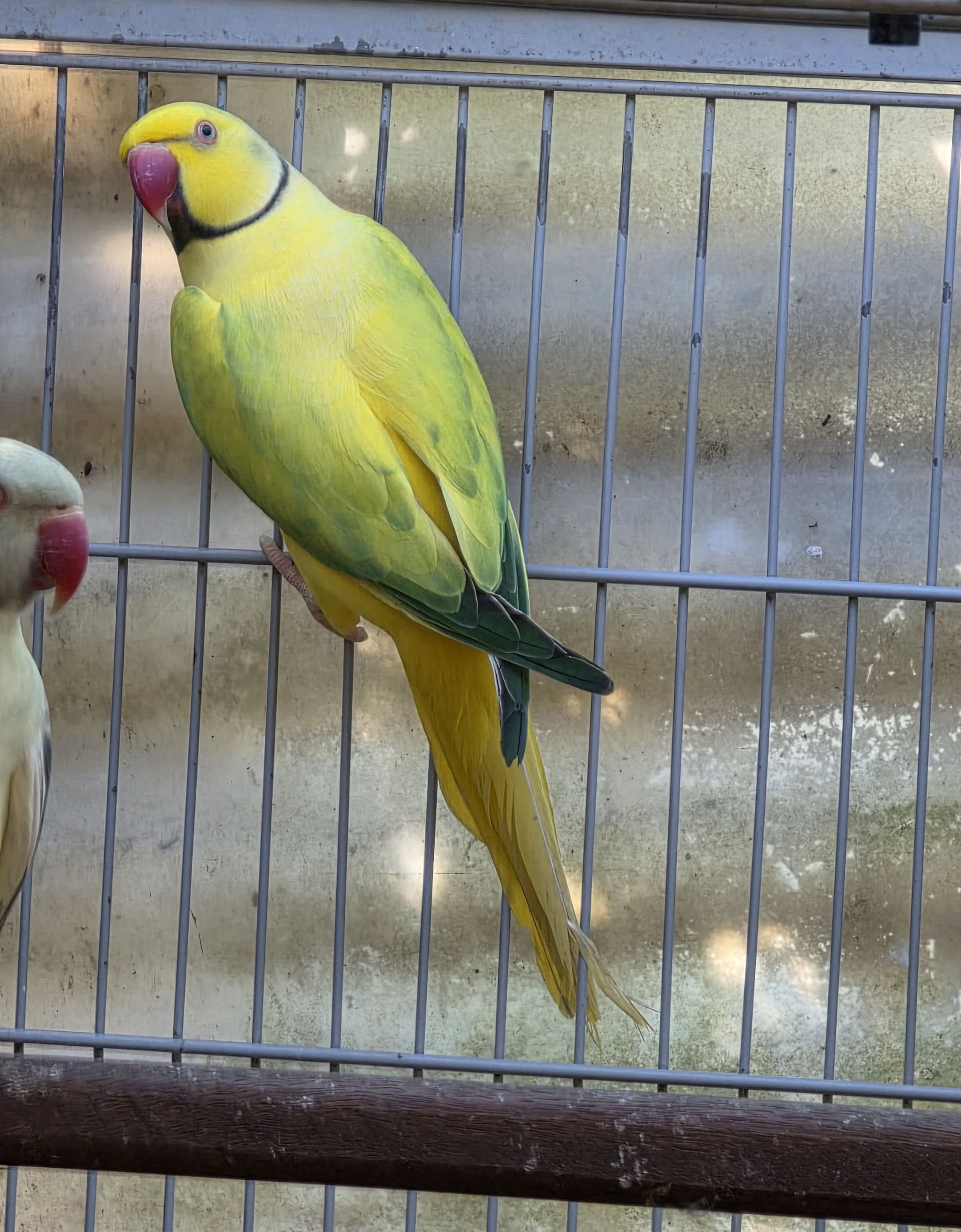 Thumbnail da imagem de Opalino Cleartail Verde - 4