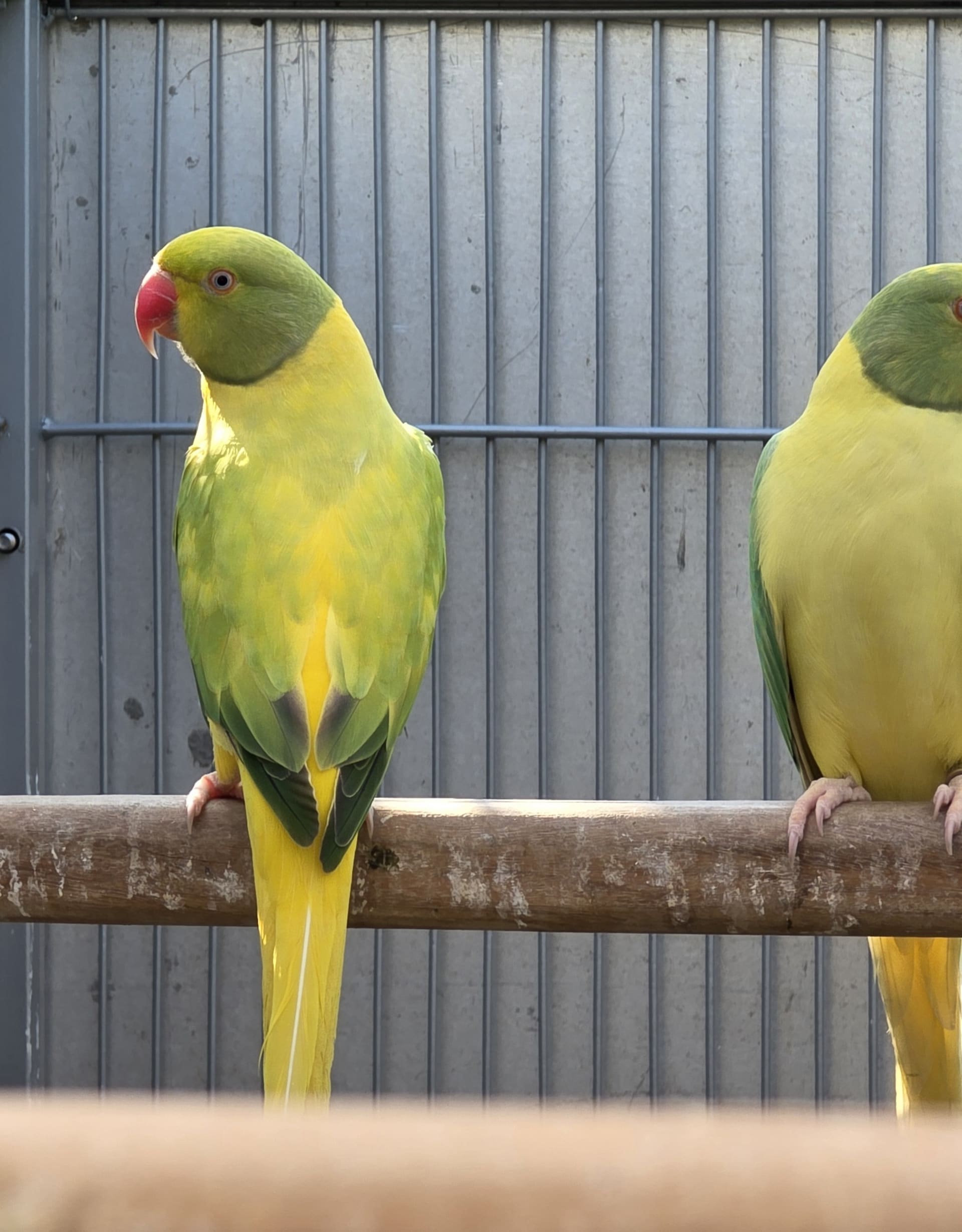 Thumbnail da imagem de Opalina Cleartail verde - 1