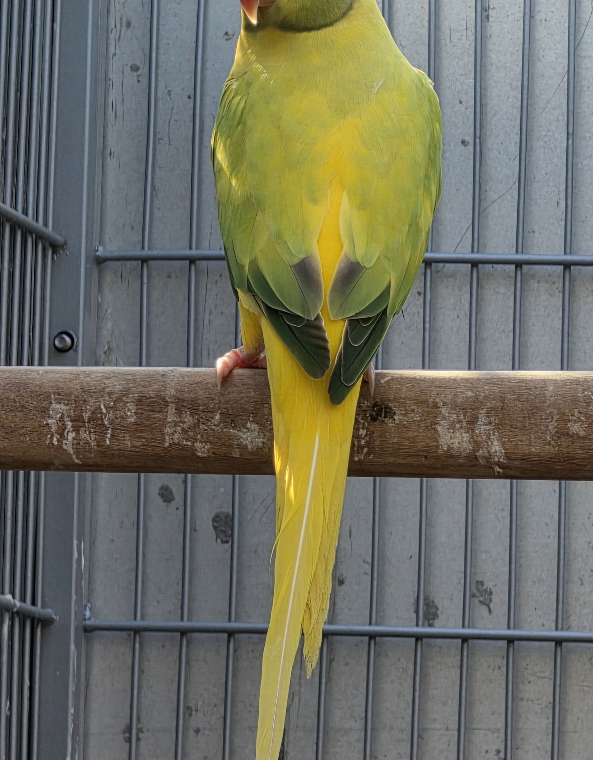 Thumbnail da imagem de Opalina Cleartail verde - 3