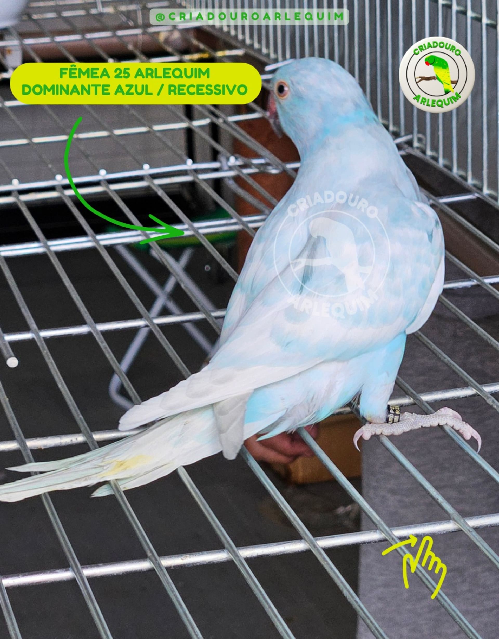 Thumbnail da imagem de Arlequim Dominante Azul / Recessivo  - 0
