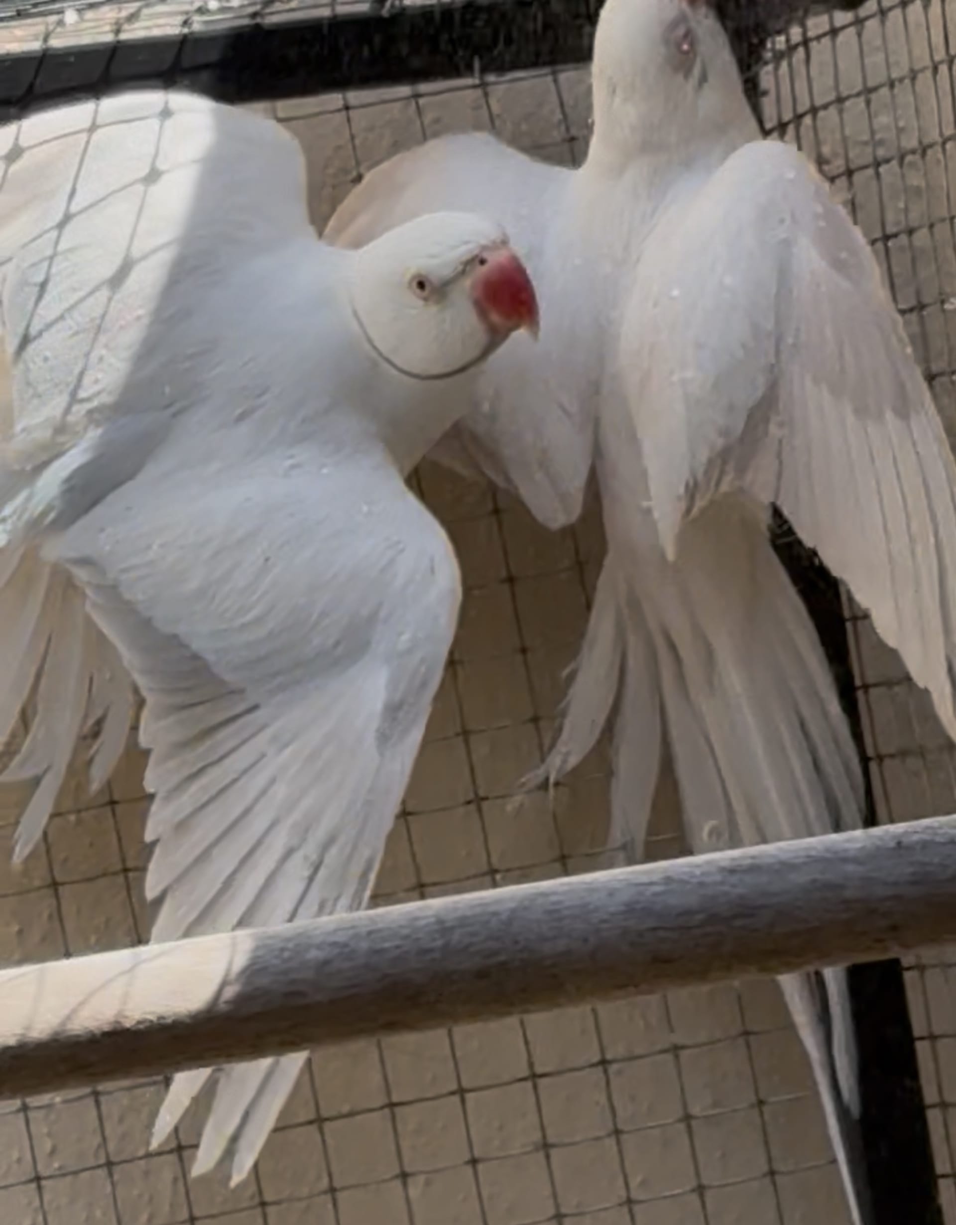 Thumbnail da imagem de Casal Pallid x Albina - 0