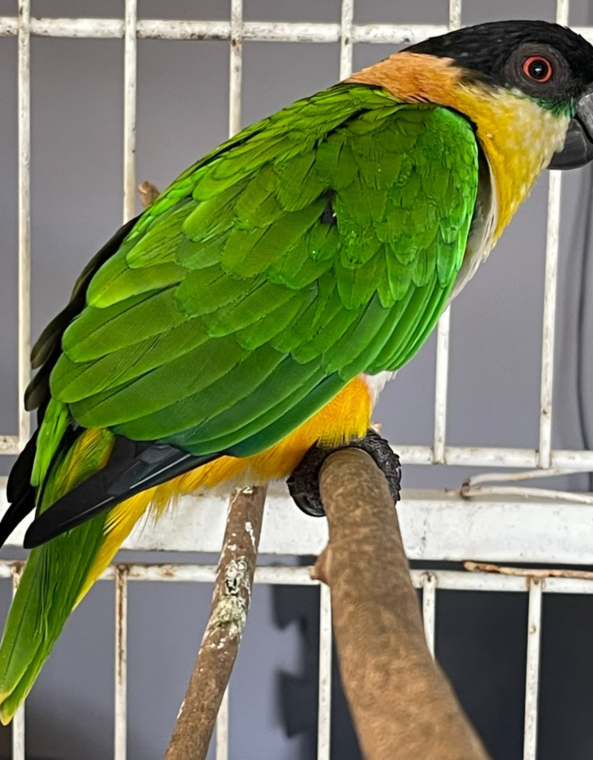 Thumbnail da imagem de Marianinha De Cabeça Preta Verde ancestral - 0