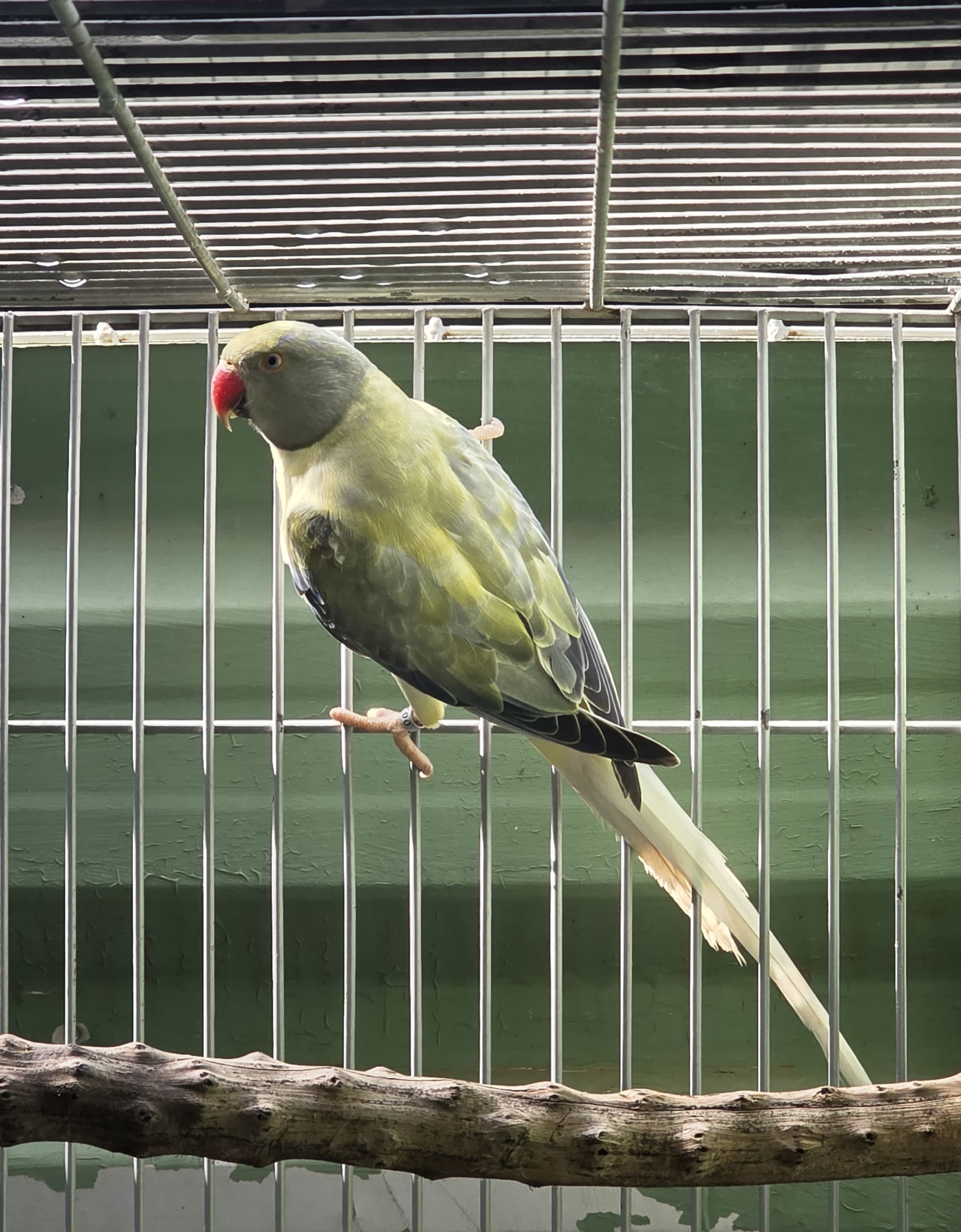Thumbnail da imagem de Opalina Cleartail Violeta Turquesa - 0