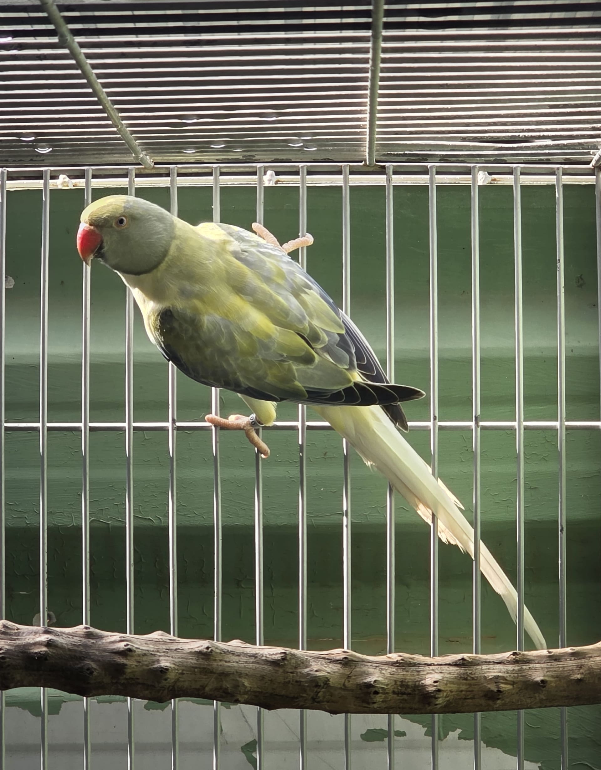 Thumbnail da imagem de Opalina Cleartail Violeta Turquesa - 1
