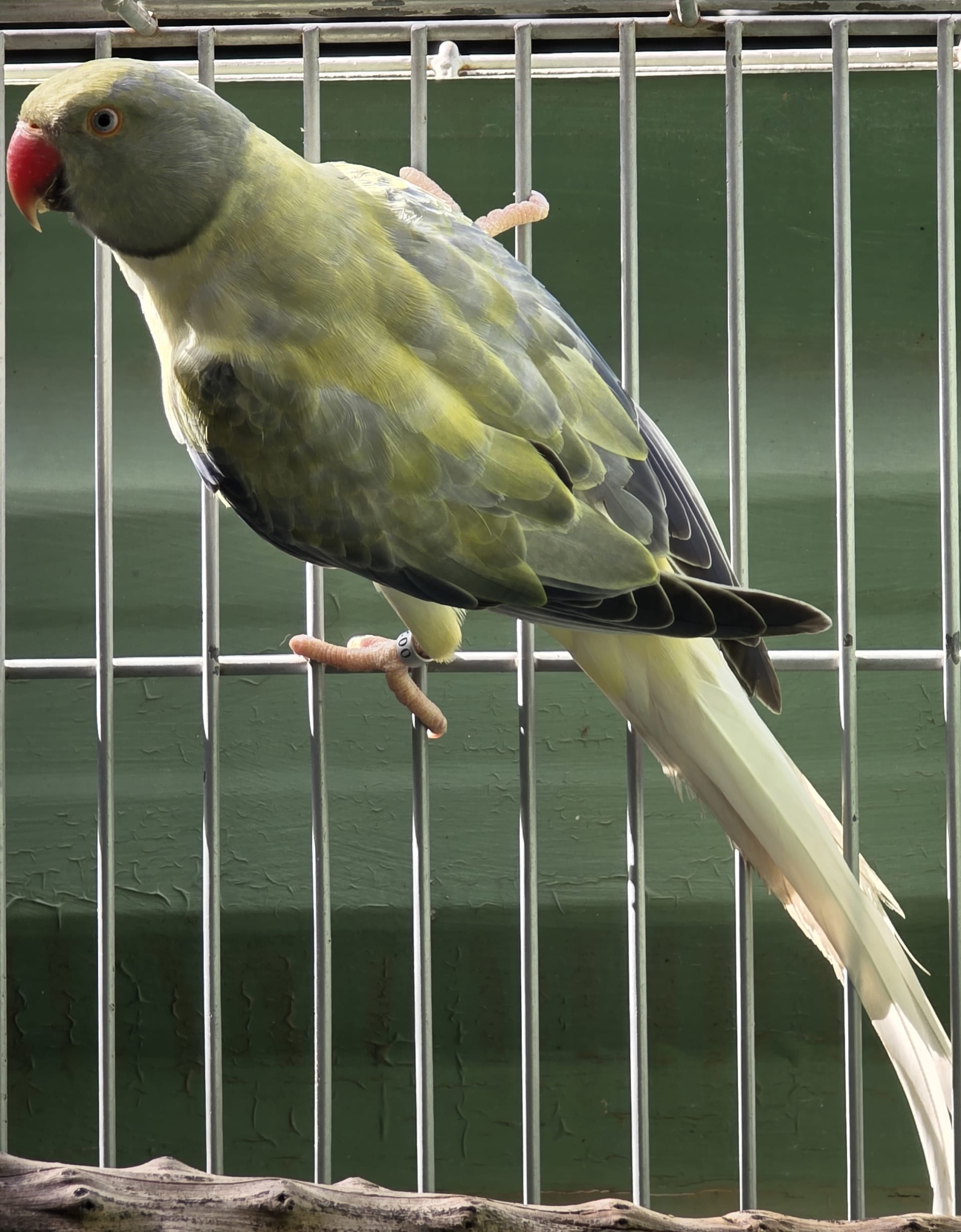 Thumbnail da imagem de Opalina Cleartail Violeta Turquesa - 2