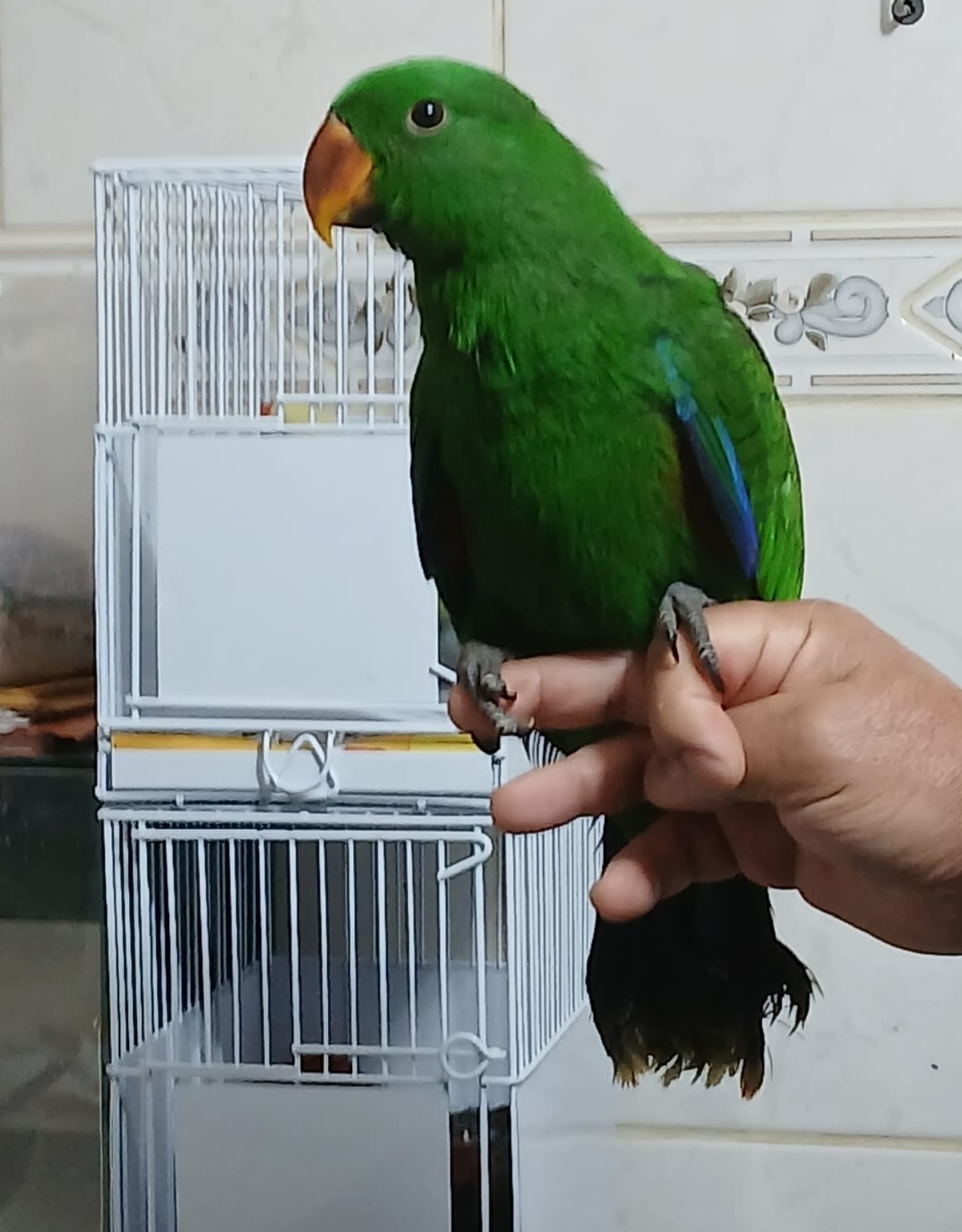 Thumbnail da imagem de Papagaio Ecletus Verde ancestral - 0