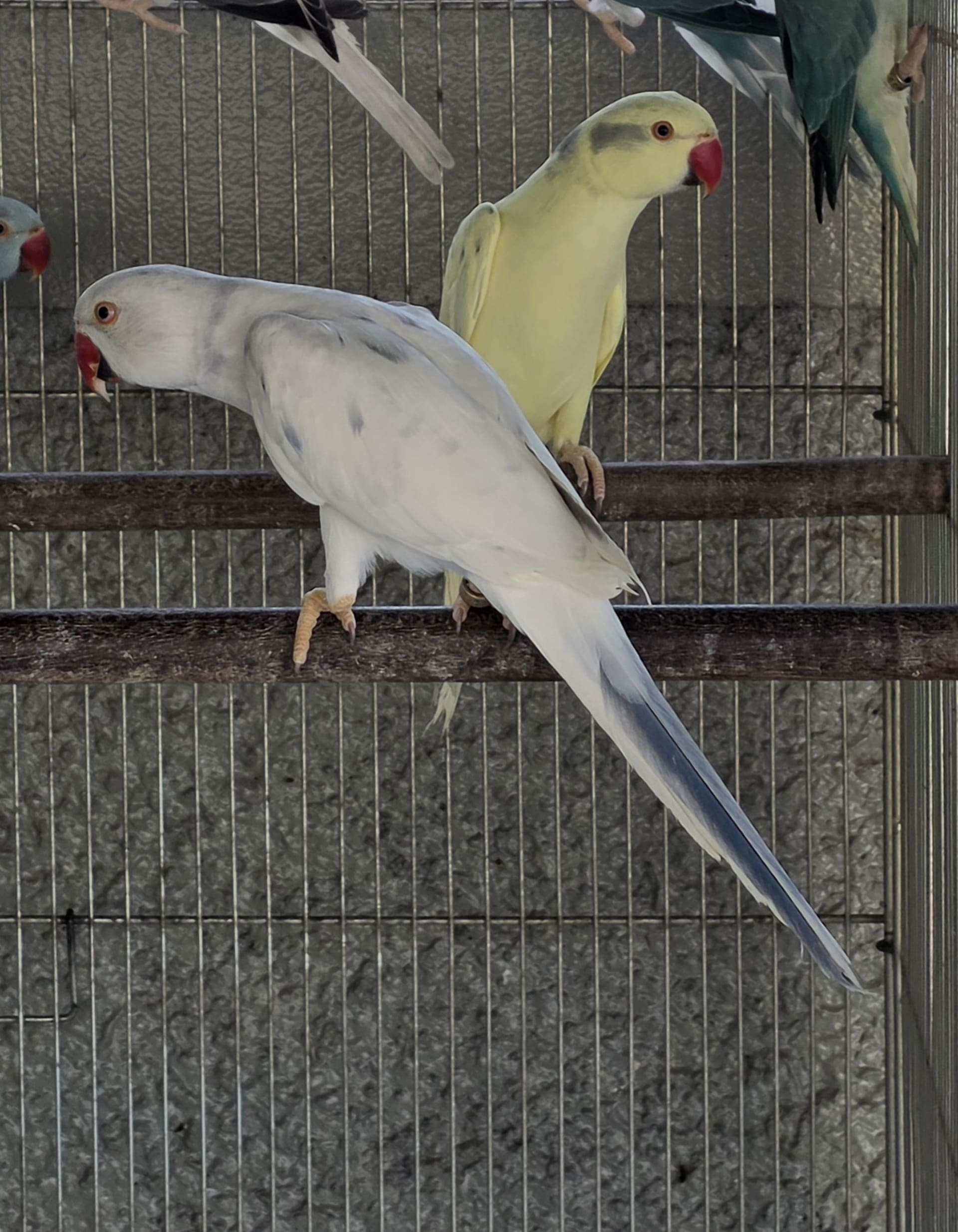 Imagem de Arlequim Dominante Opalino Cleartail Cobalto - 1