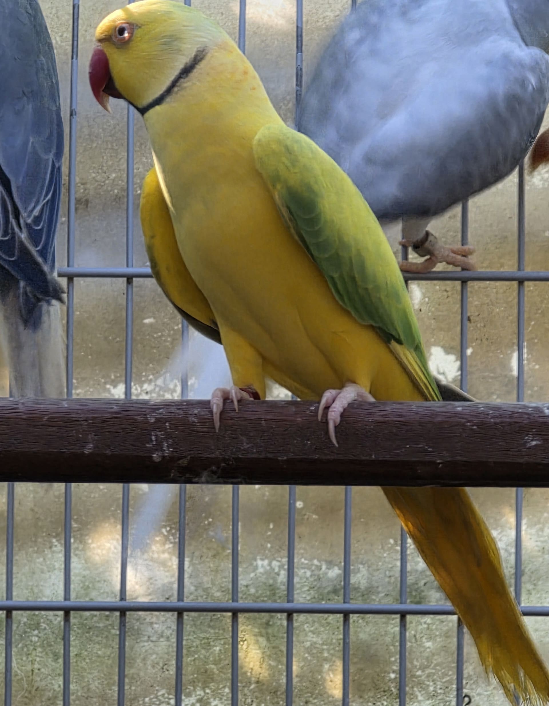 Imagem de Opalino Cleartail Verde - 5