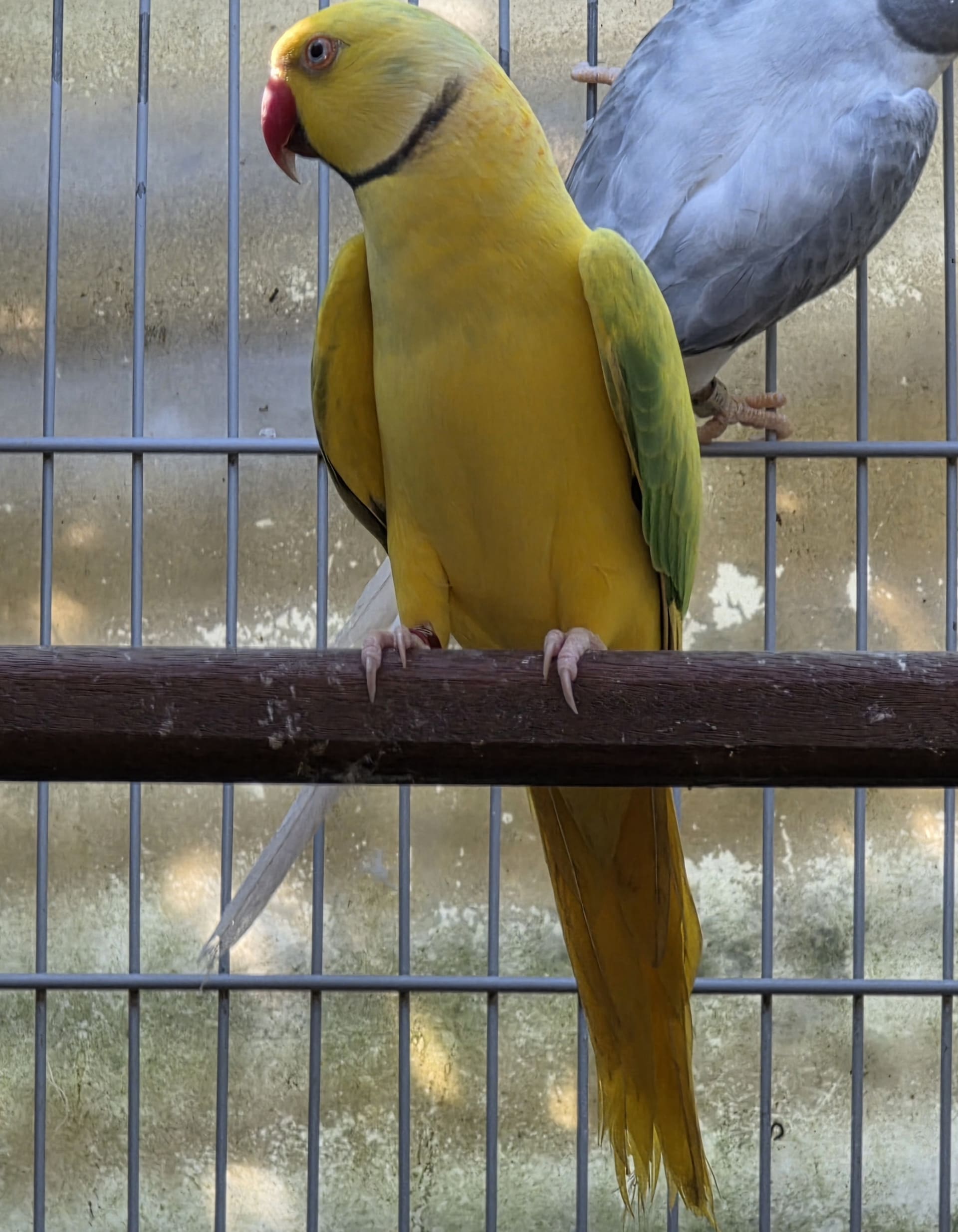 Imagem de Opalino Cleartail Verde - 6
