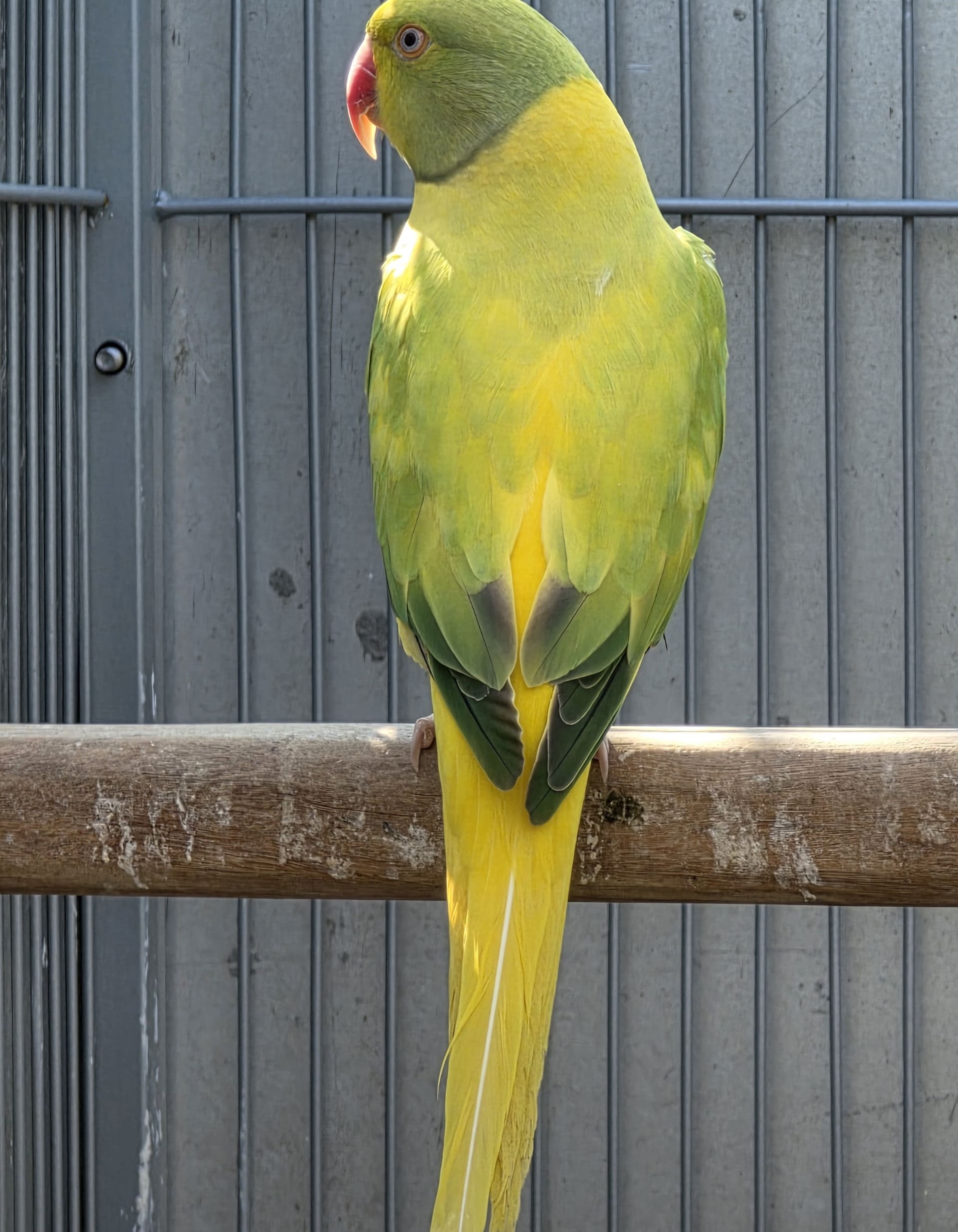 Imagem de Opalina Cleartail verde - 0