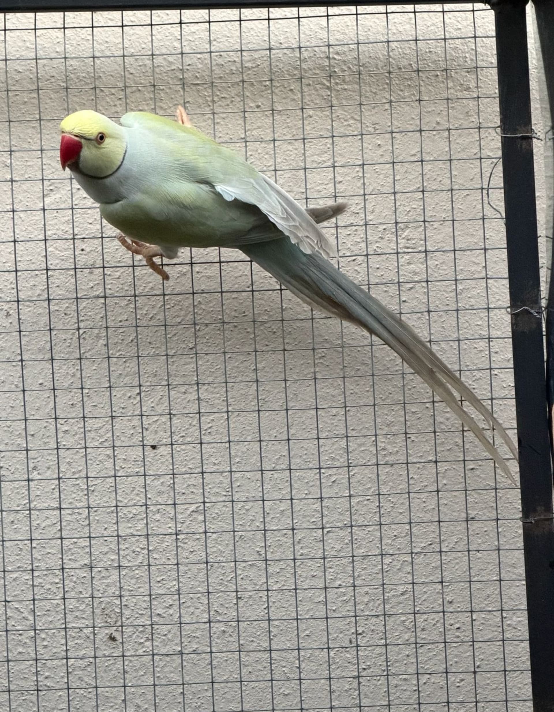 Imagem de Macho pallid azul turquesa - 0