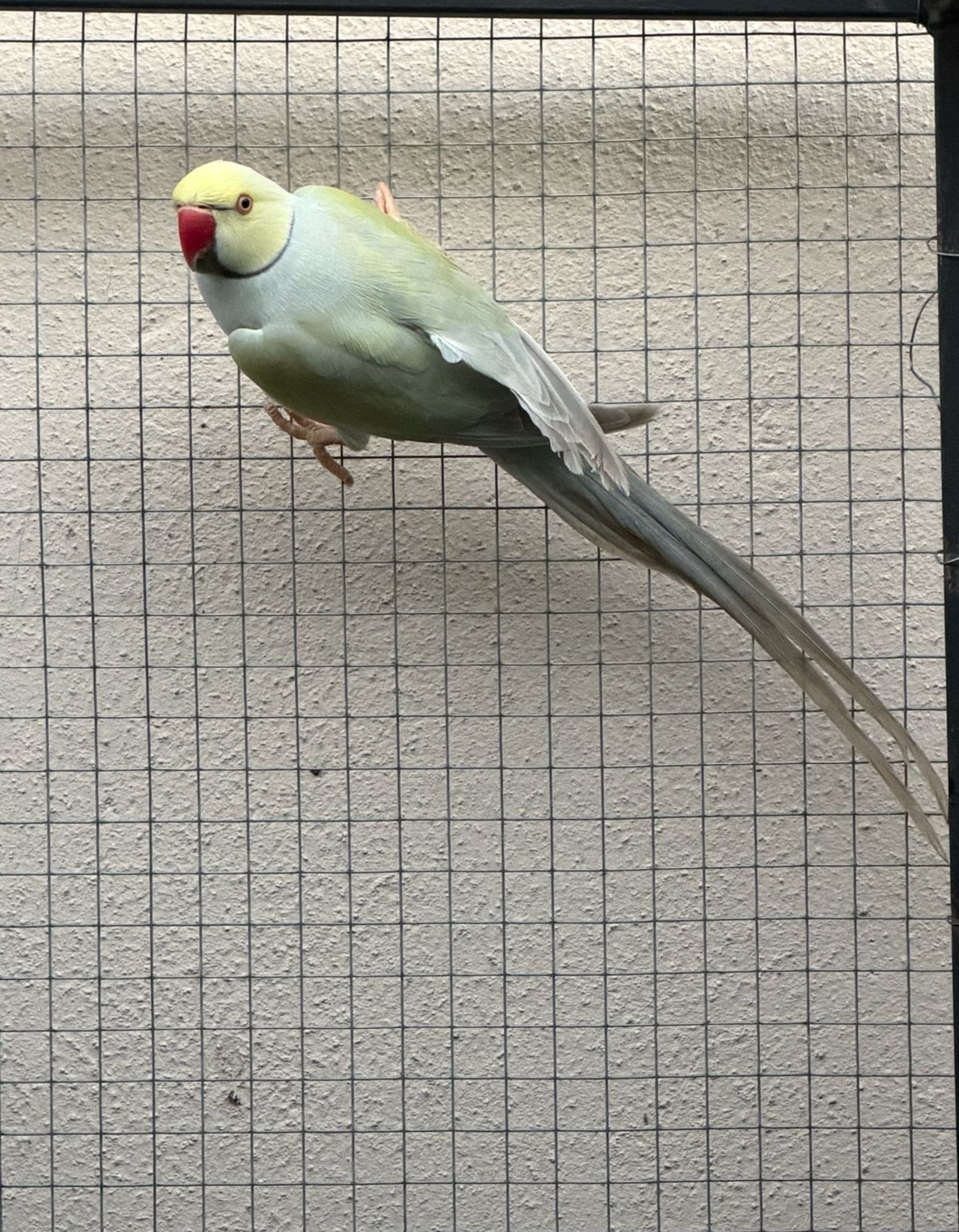 Imagem de Macho pallid azul turquesa - 2