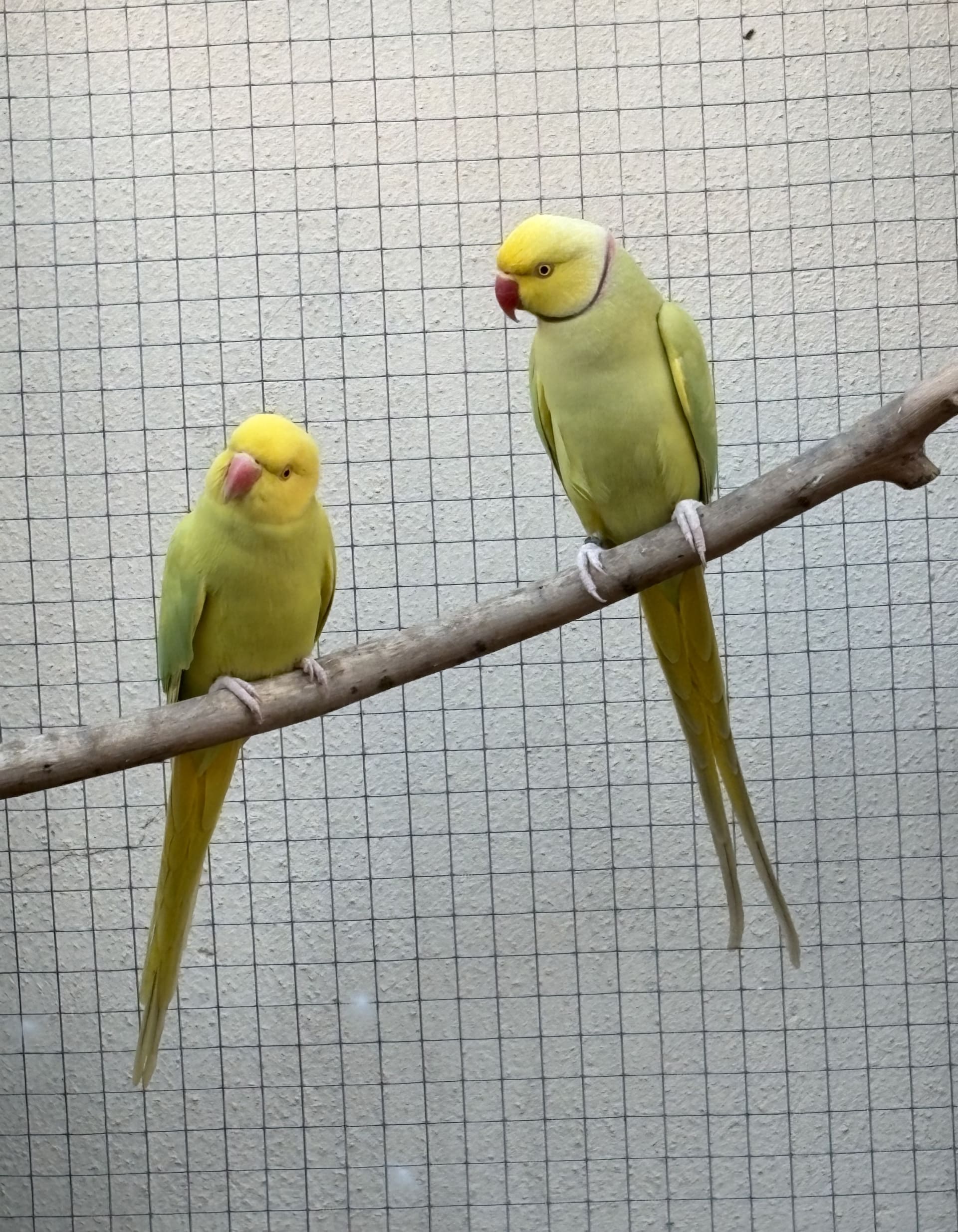 Imagem de Casal Pallid - 1