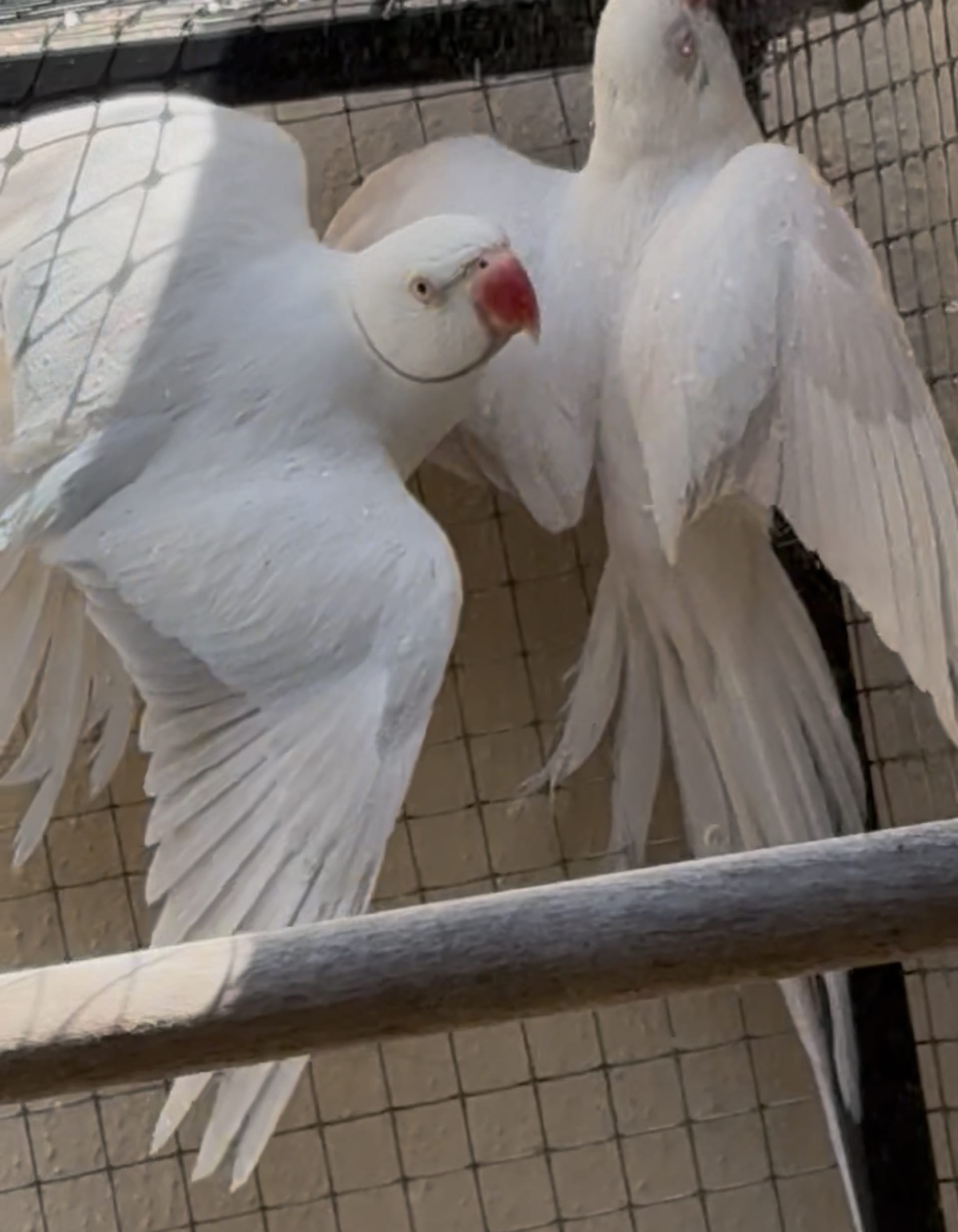 Imagem de Casal Pallid x Albina - 0
