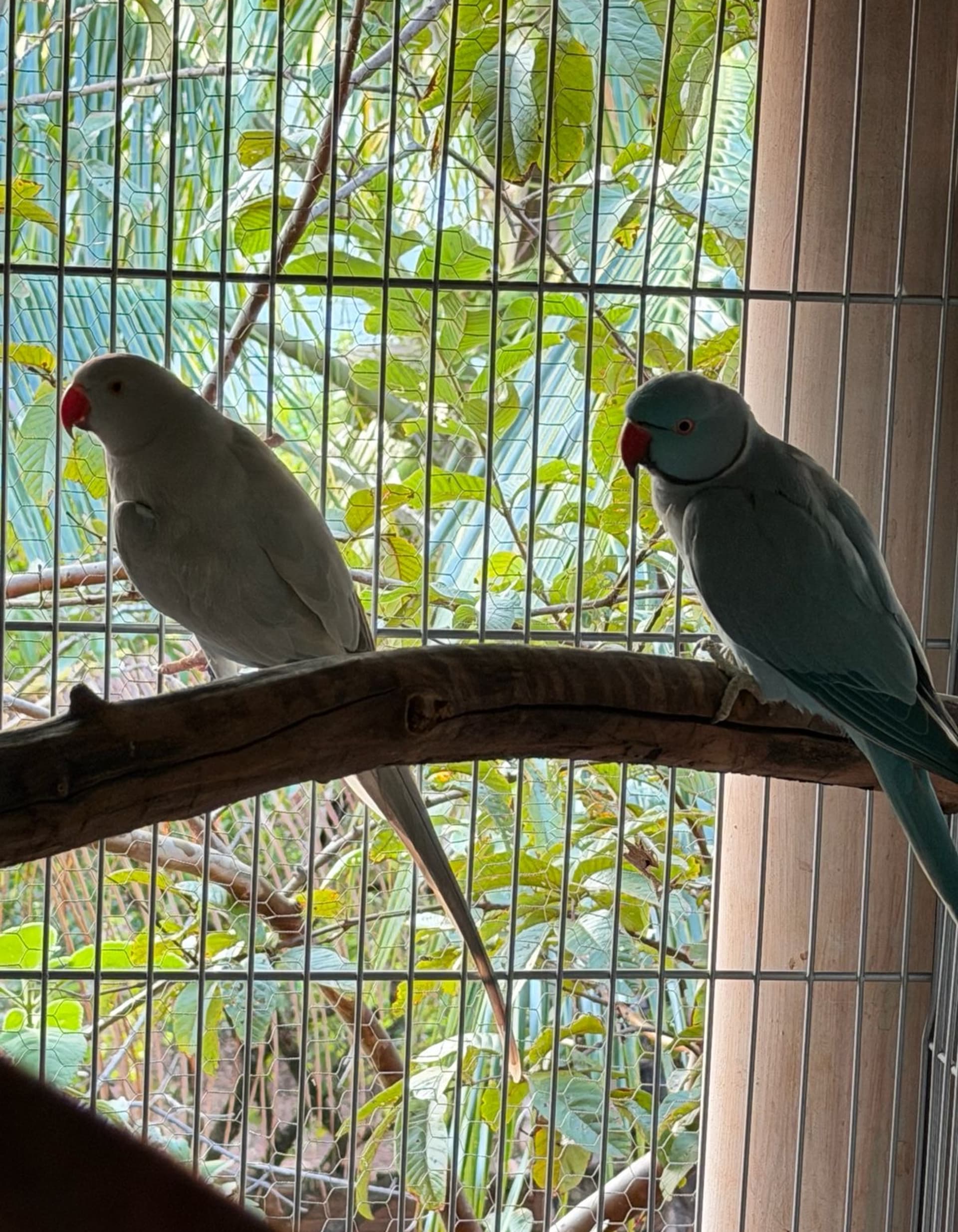Imagem de Casal azul - 0