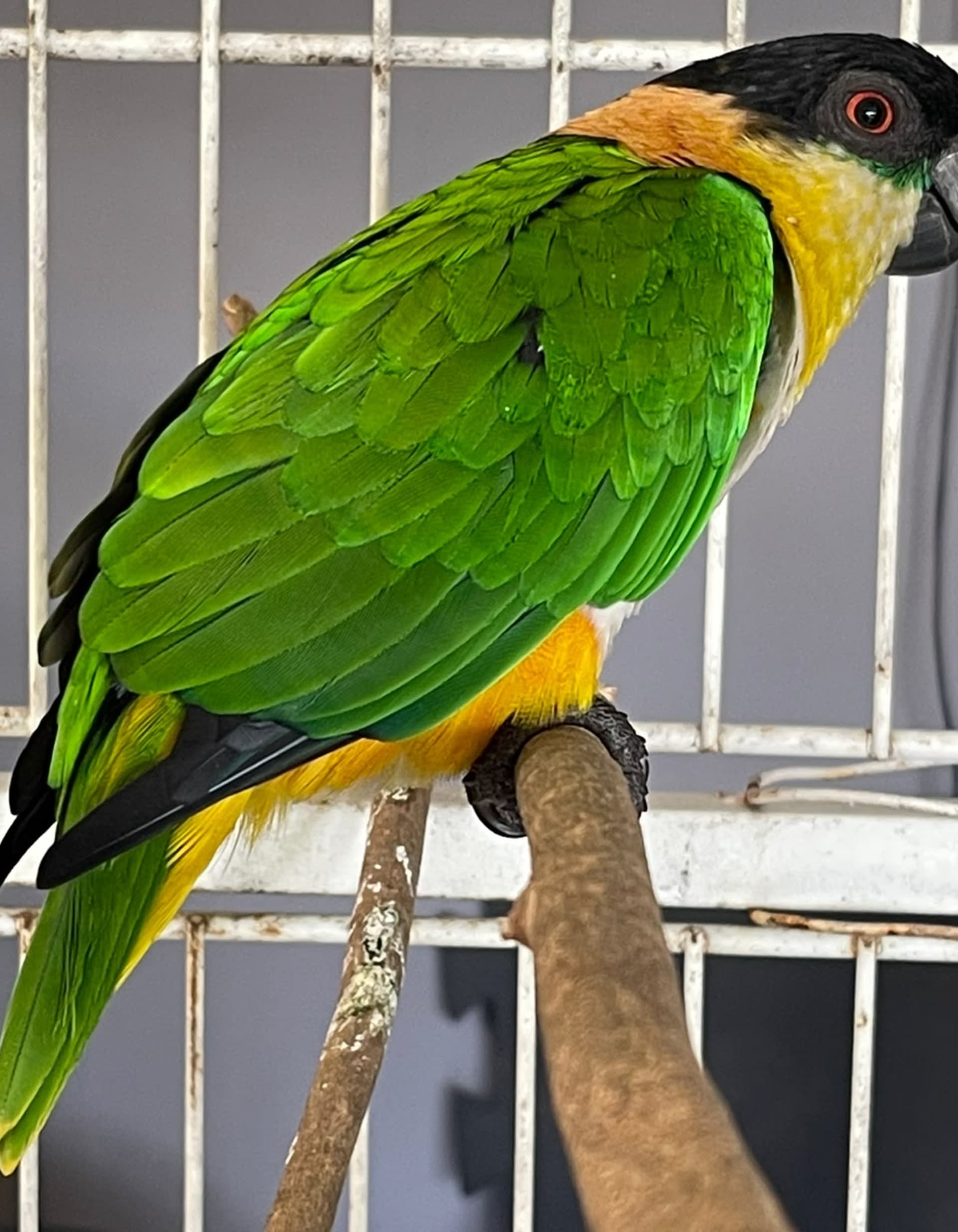Imagem de Marianinha De Cabeça Preta Verde ancestral - 0