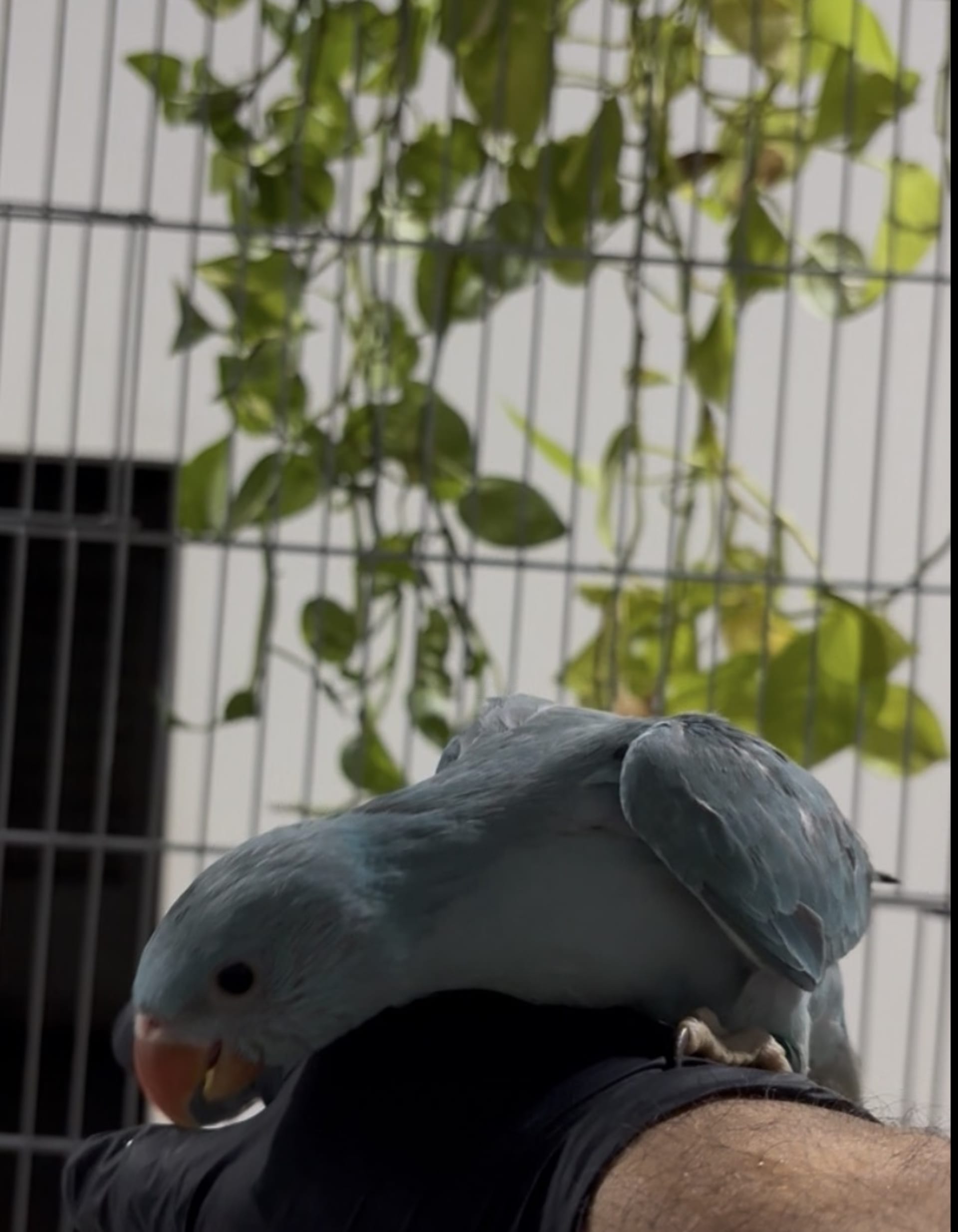 Imagem de Ring Neck Azul - 0