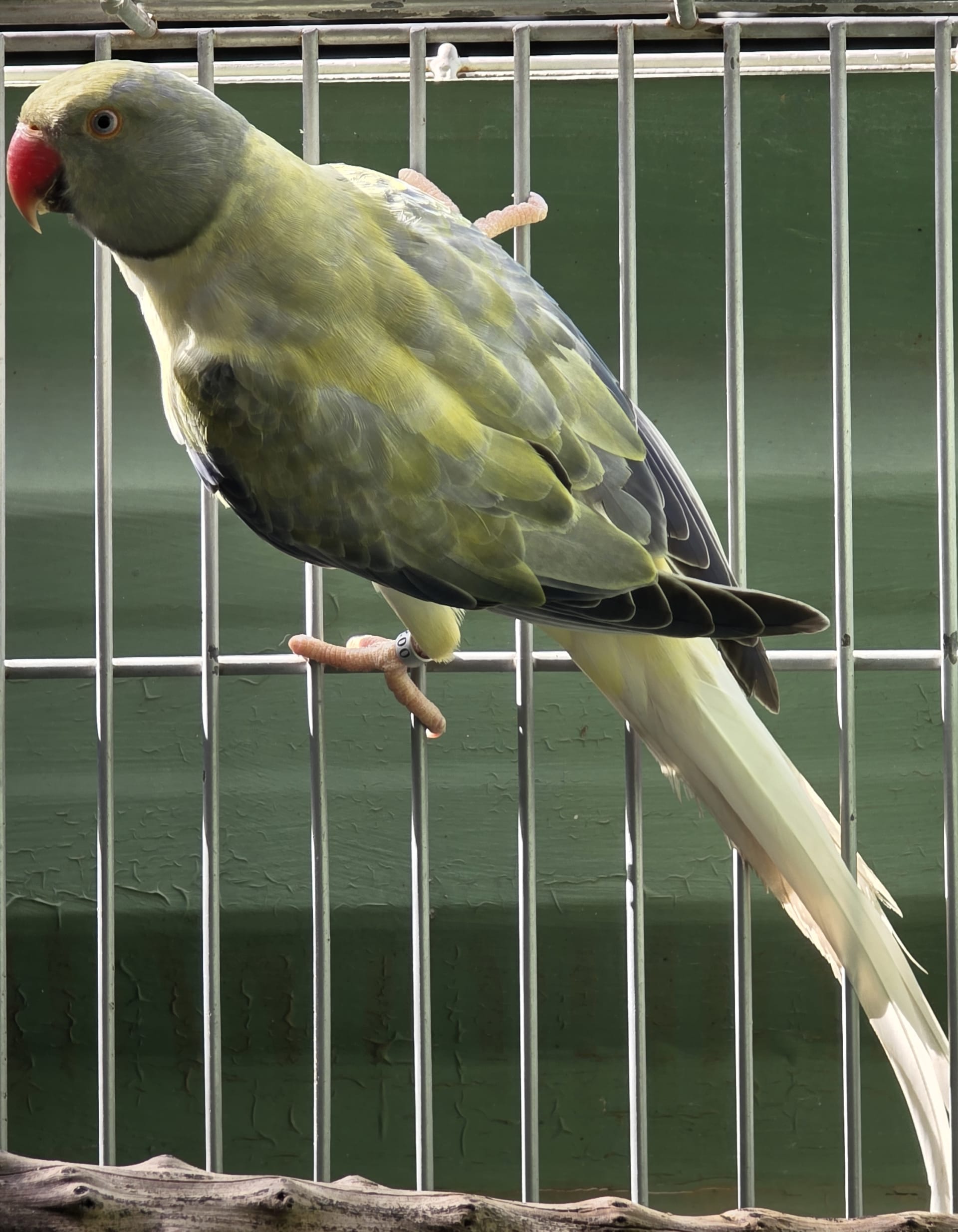 Imagem de Opalina Cleartail Violeta Turquesa - 2