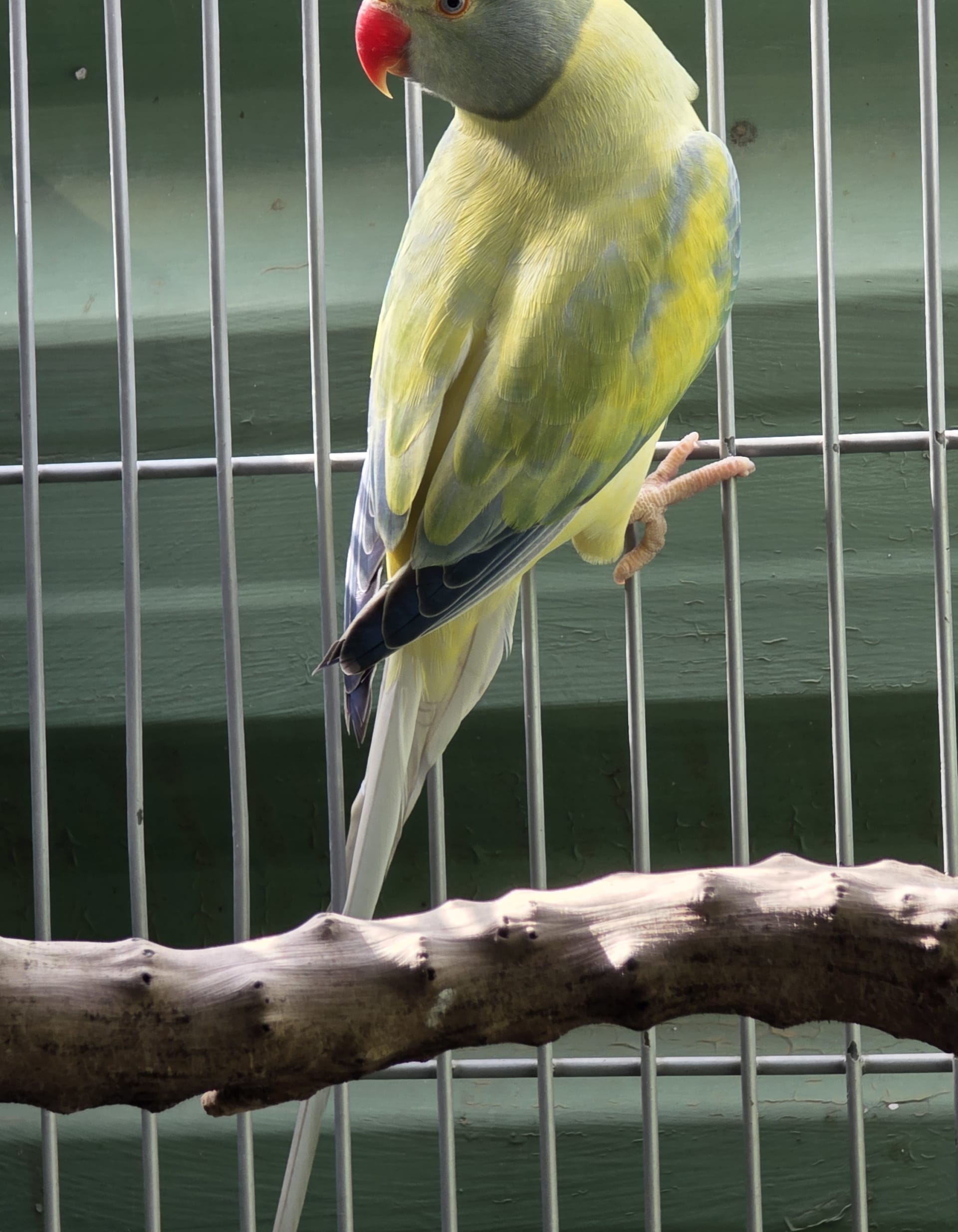 Imagem de Opalino Cleartail azul turquesa - 1