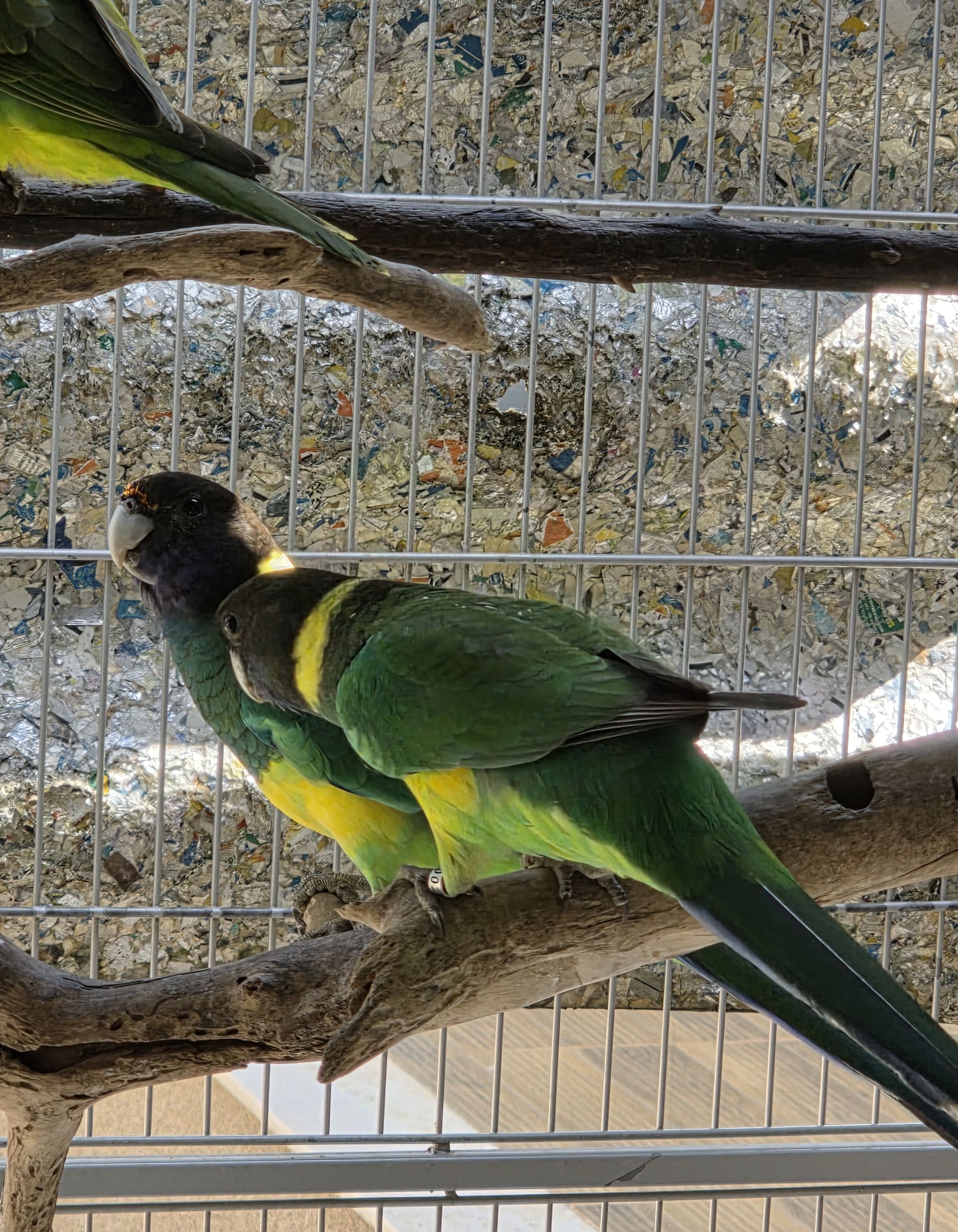 Imagem de Casal Port Lilcon - 3