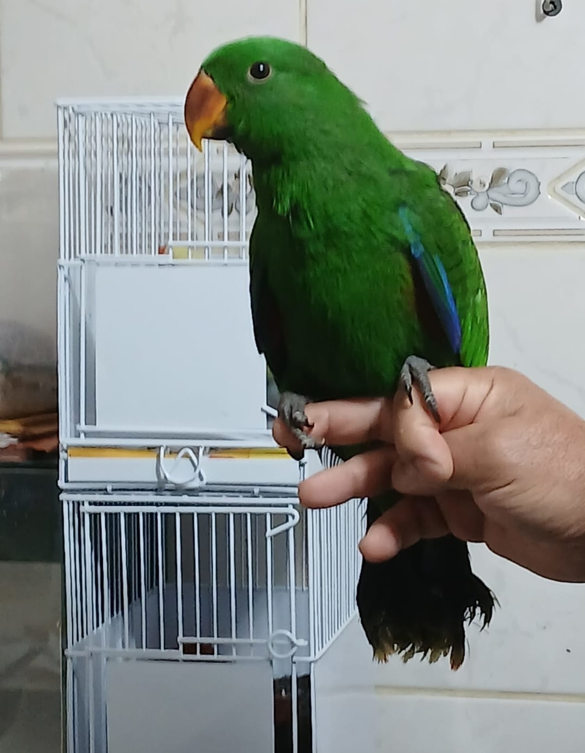 Imagem de Papagaio Ecletus Verde ancestral - 0