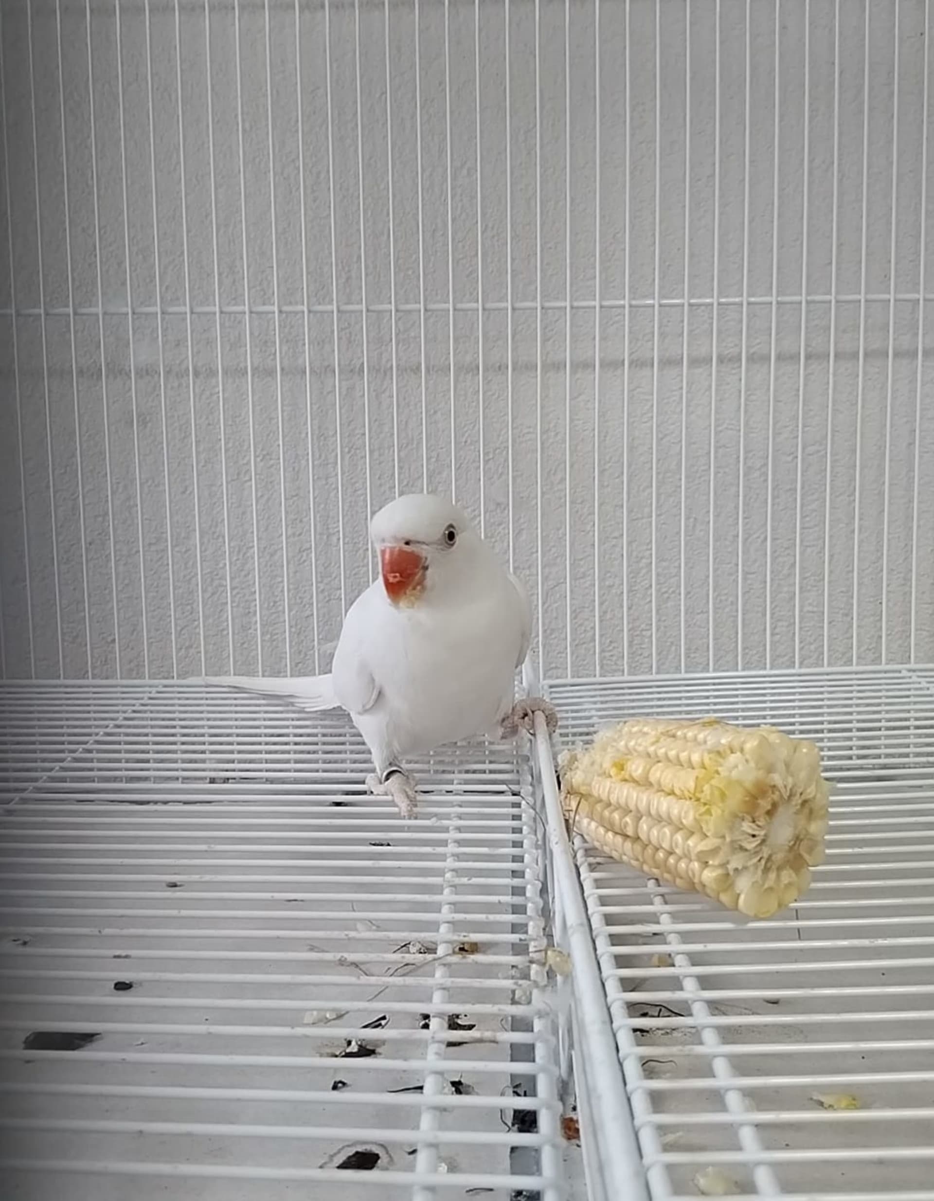 Imagem de Ring Neck Albino - 0