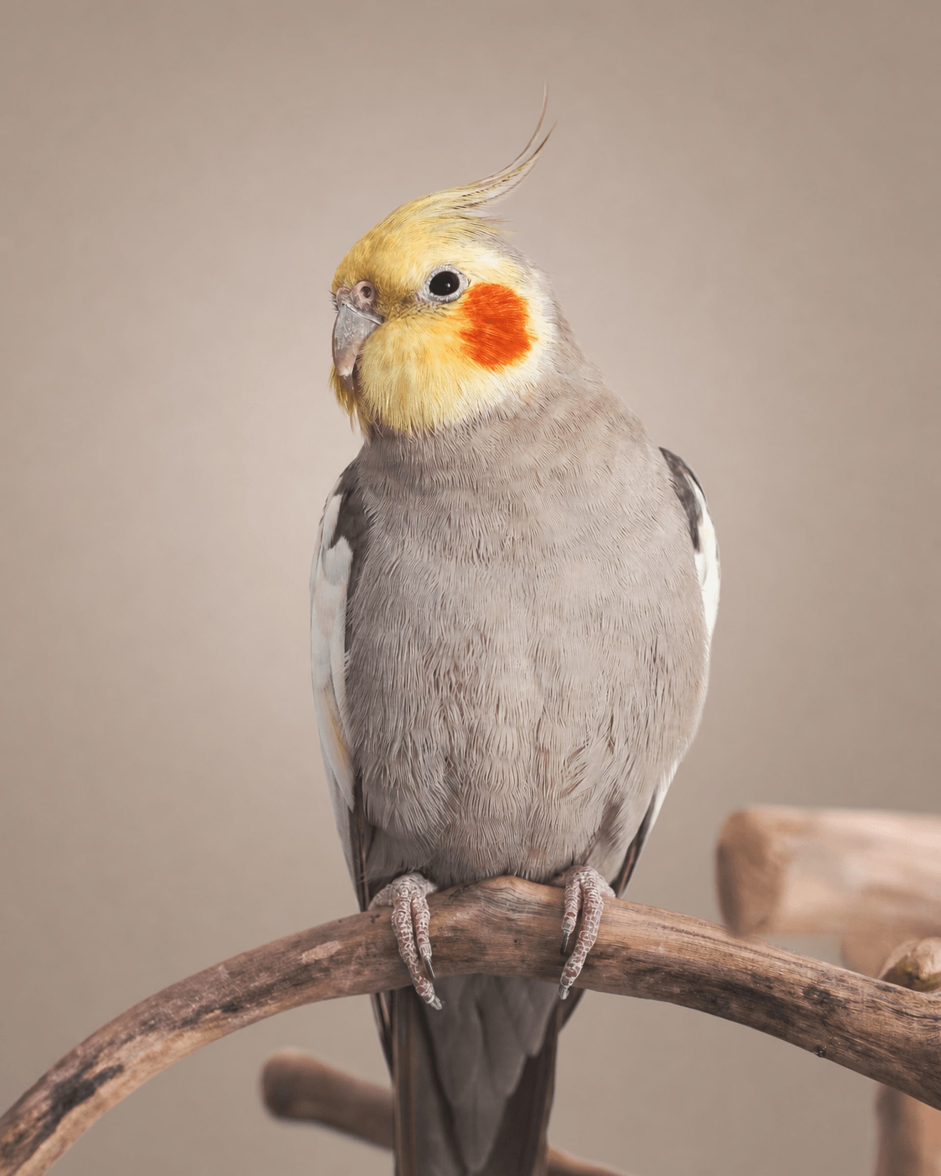 Calopsita