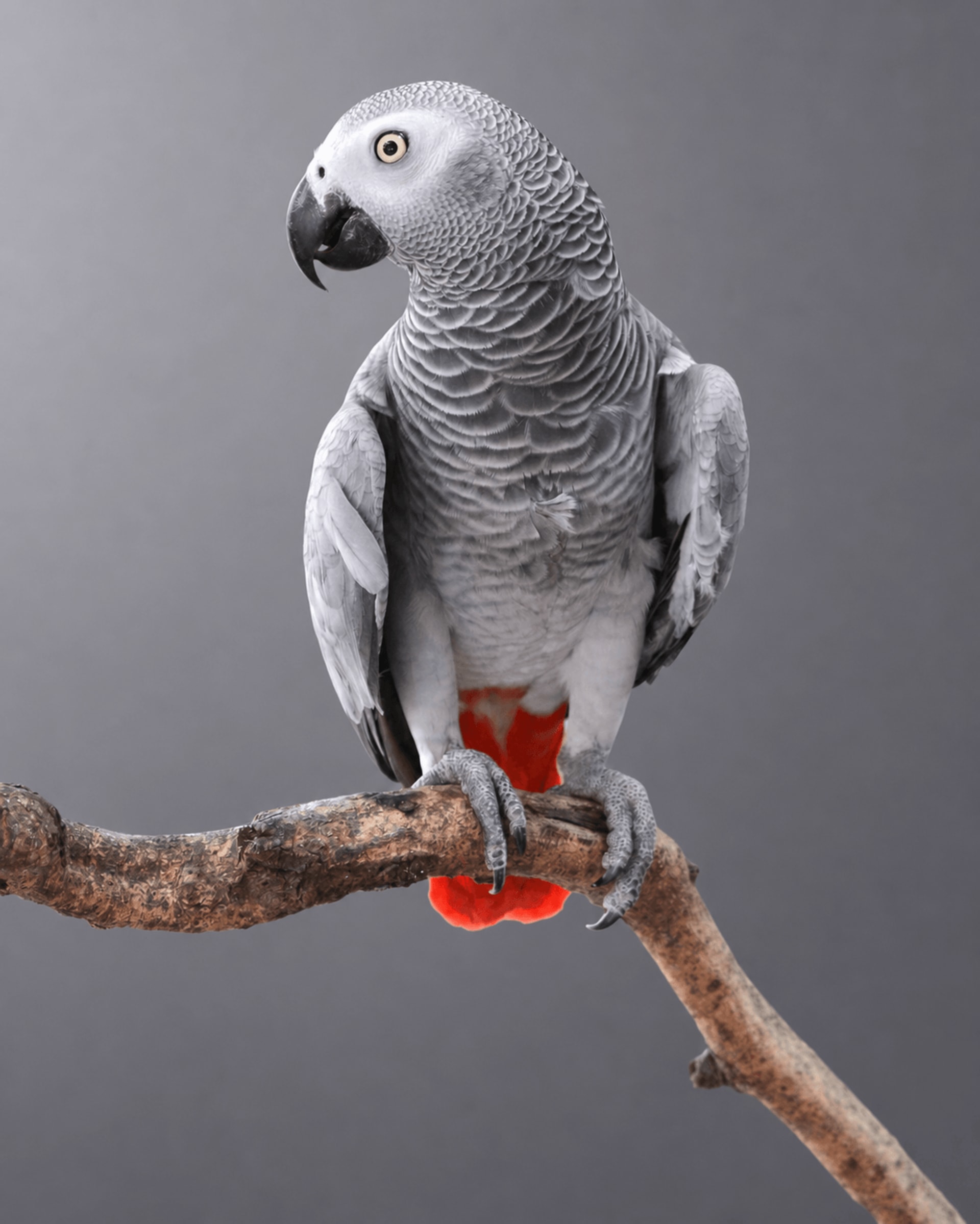 Papagaio Do Congo