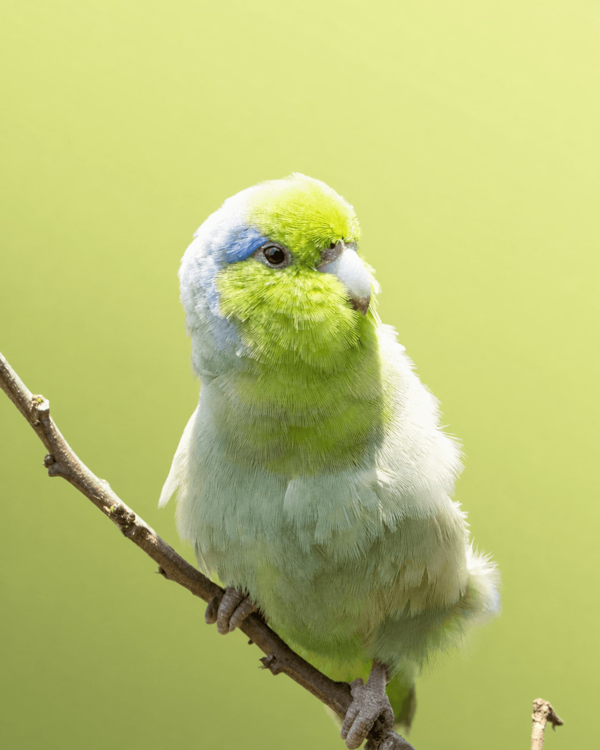 Forpus Coelestis