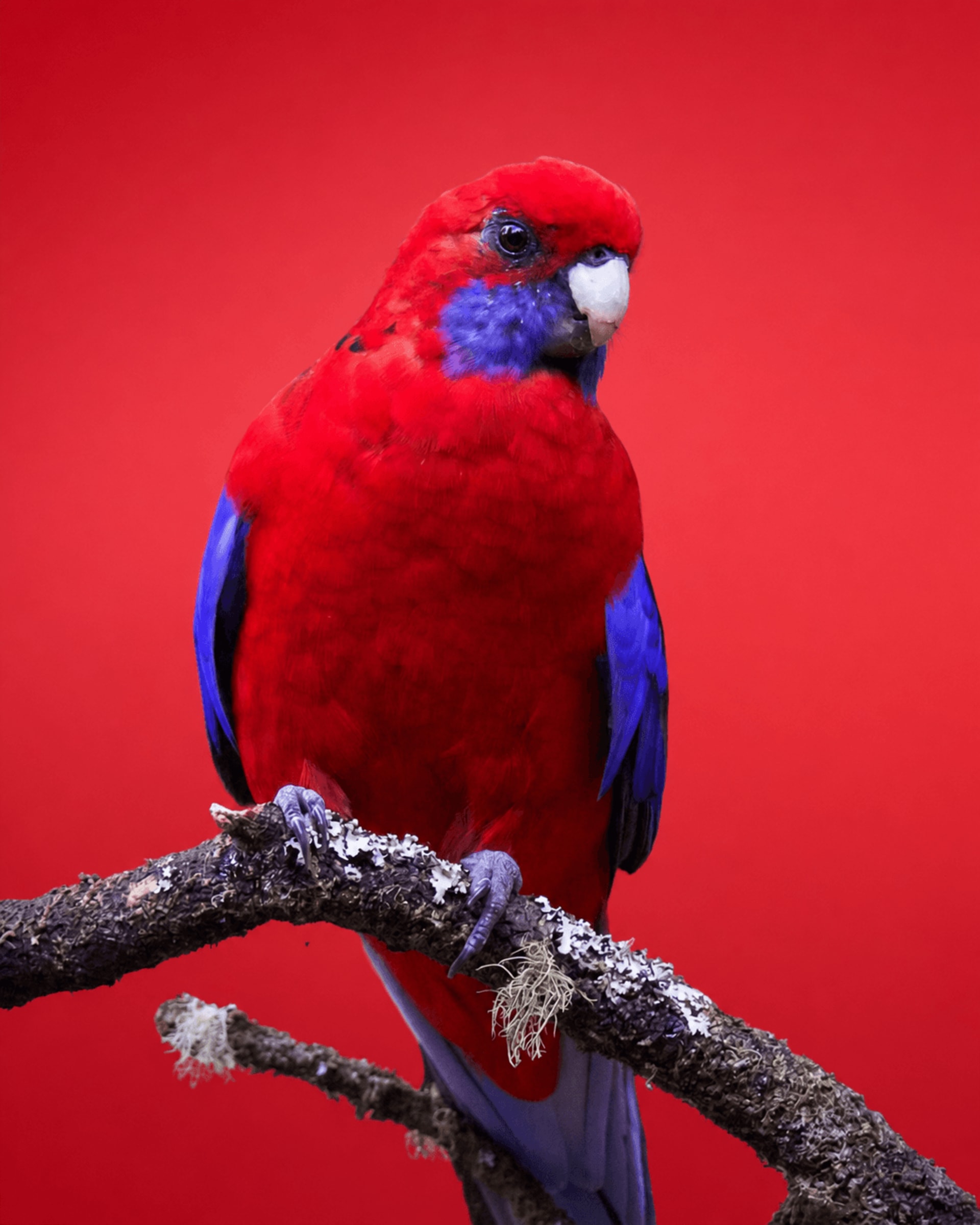 Rosela Pennant