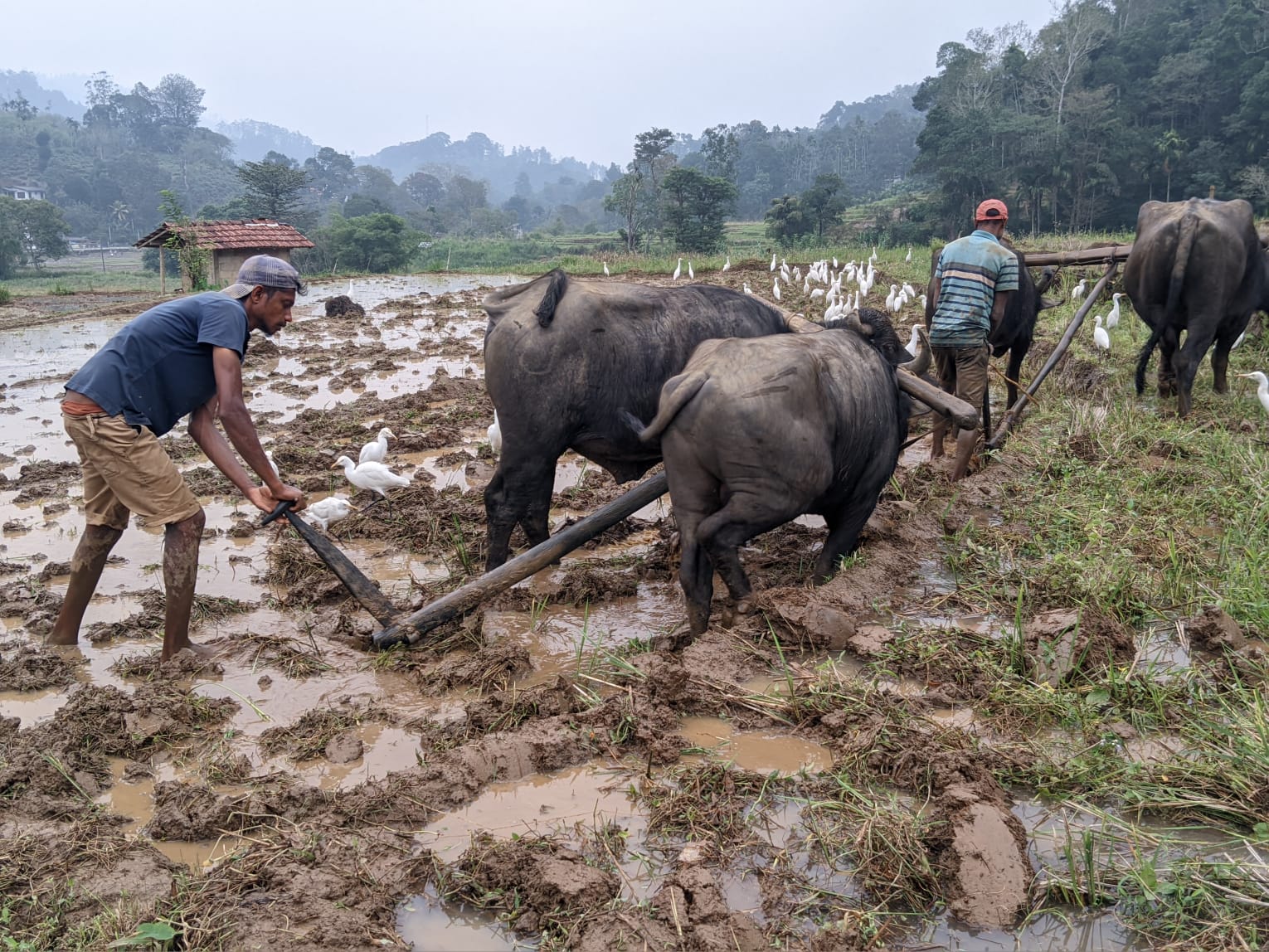 Explore Traditional Paddy Field Agriculture
