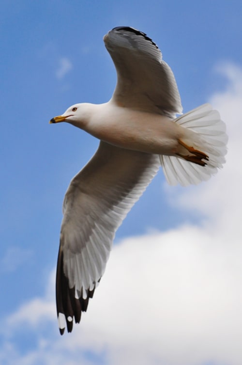 Fly with the birds