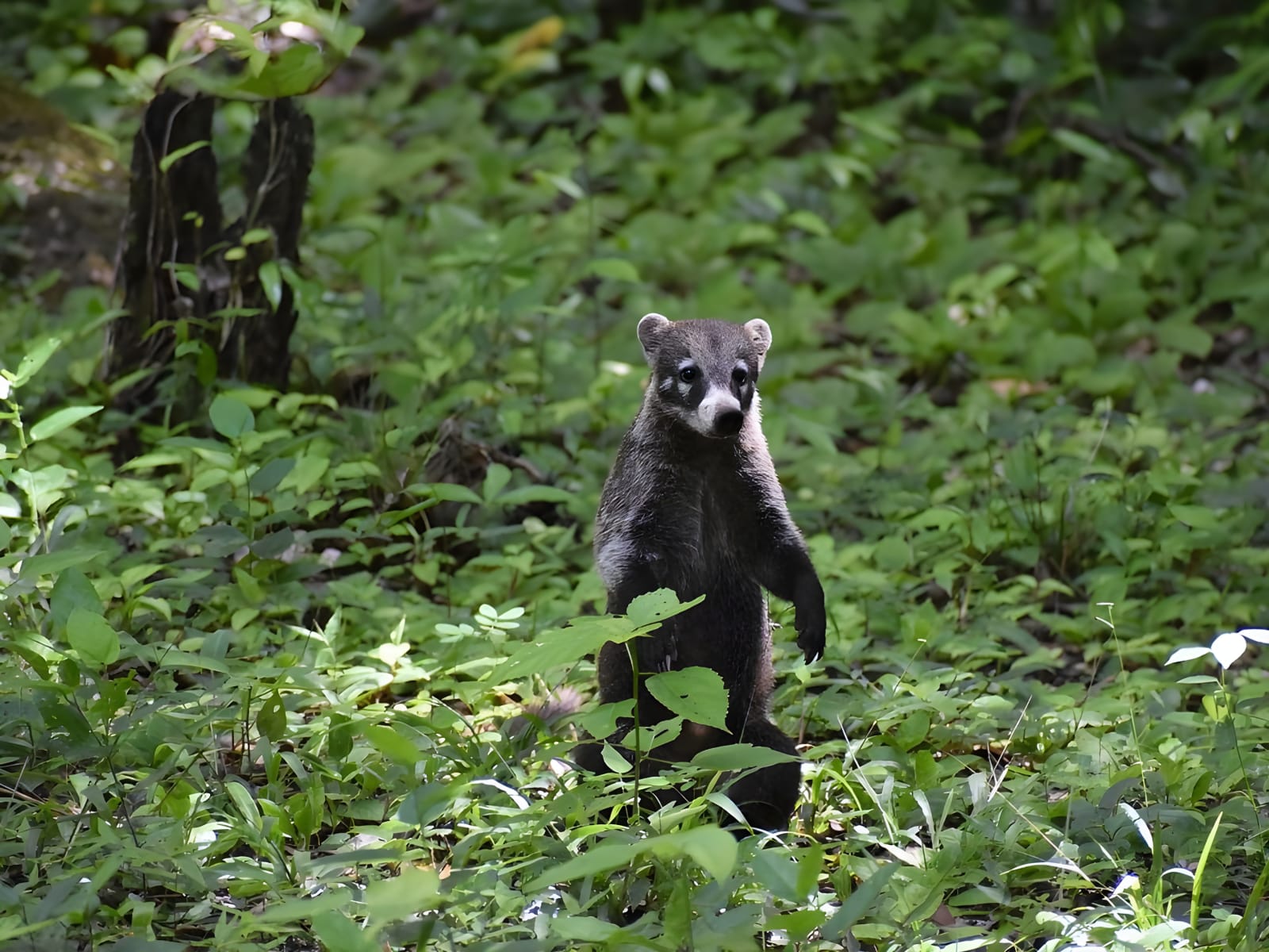 Coati in the jungle of Flores, Petén