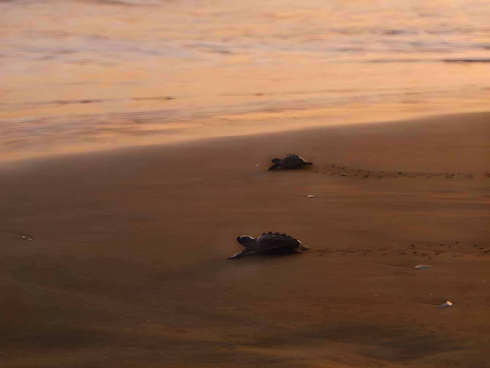 Baby turtles heading to the sea on dark sand at sunset