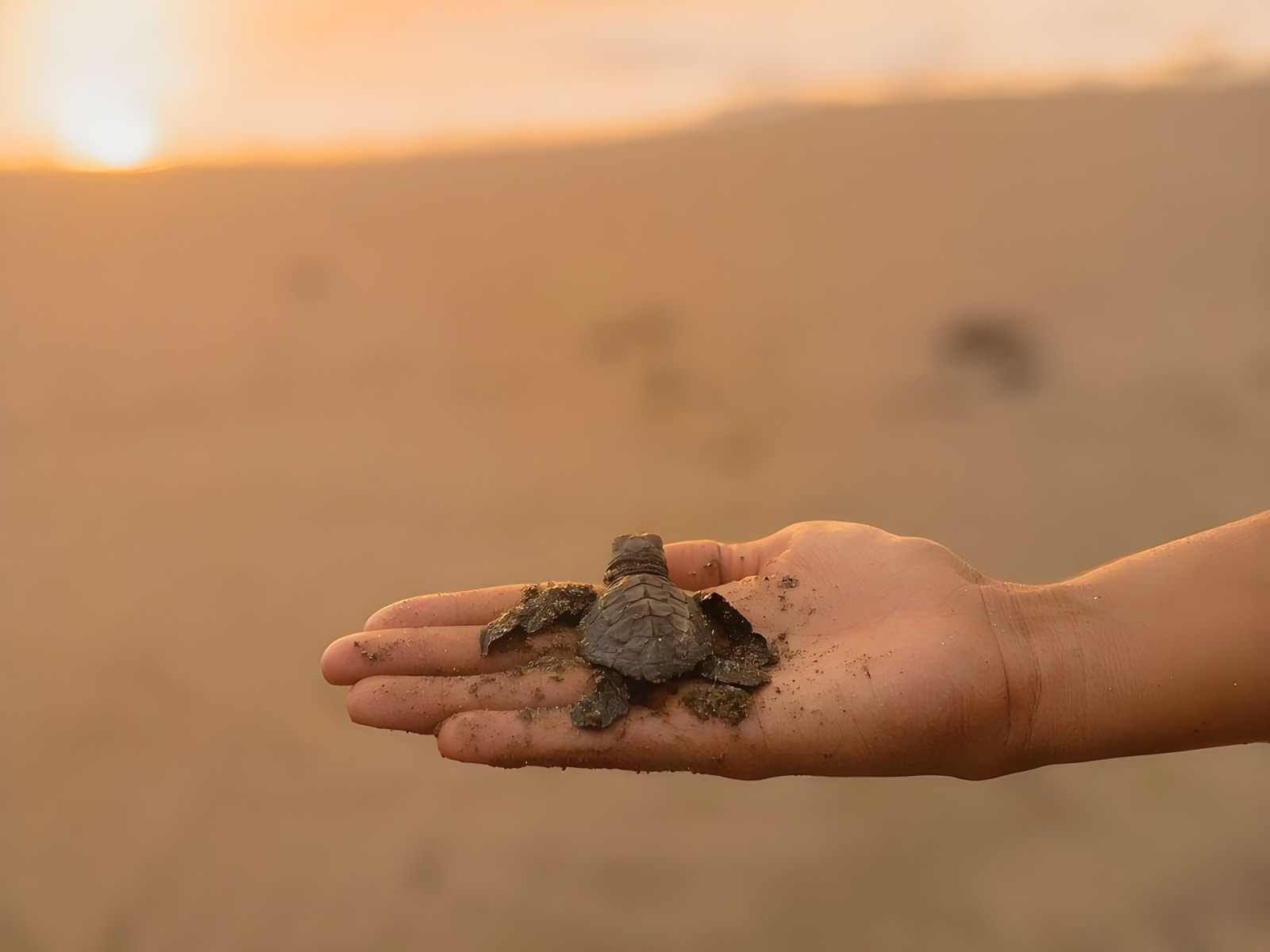 Hand holding a baby turtle on the beach at sunset