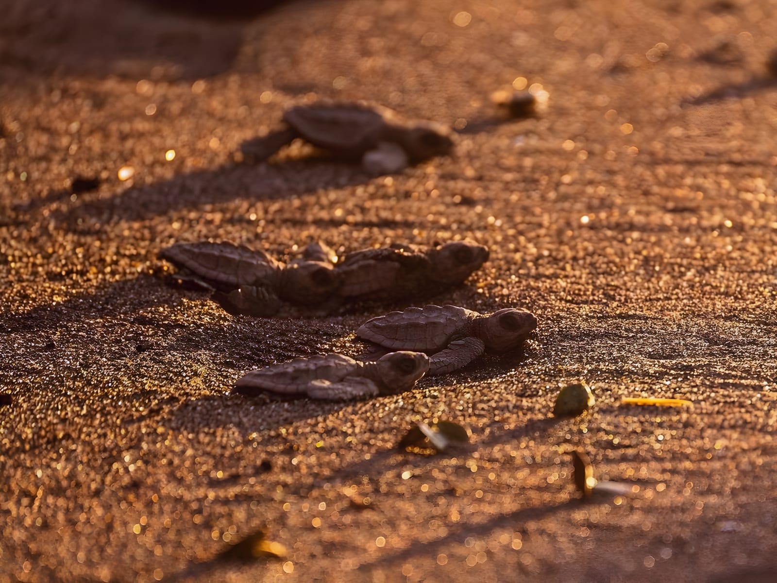 Baby turtles crossing golden sand