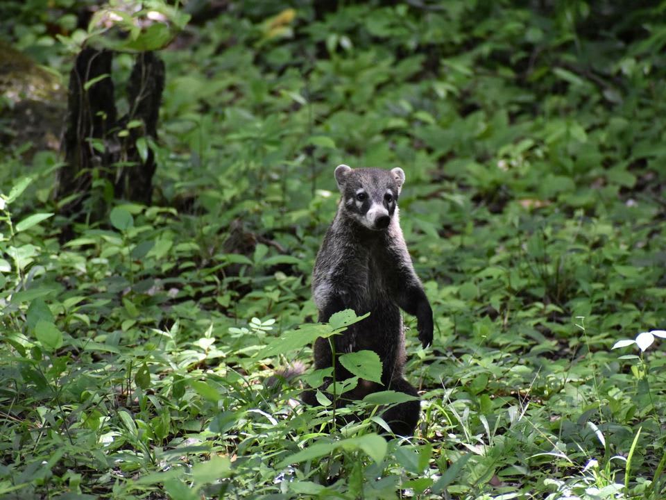 Pizote en la selva de Flores, Petén